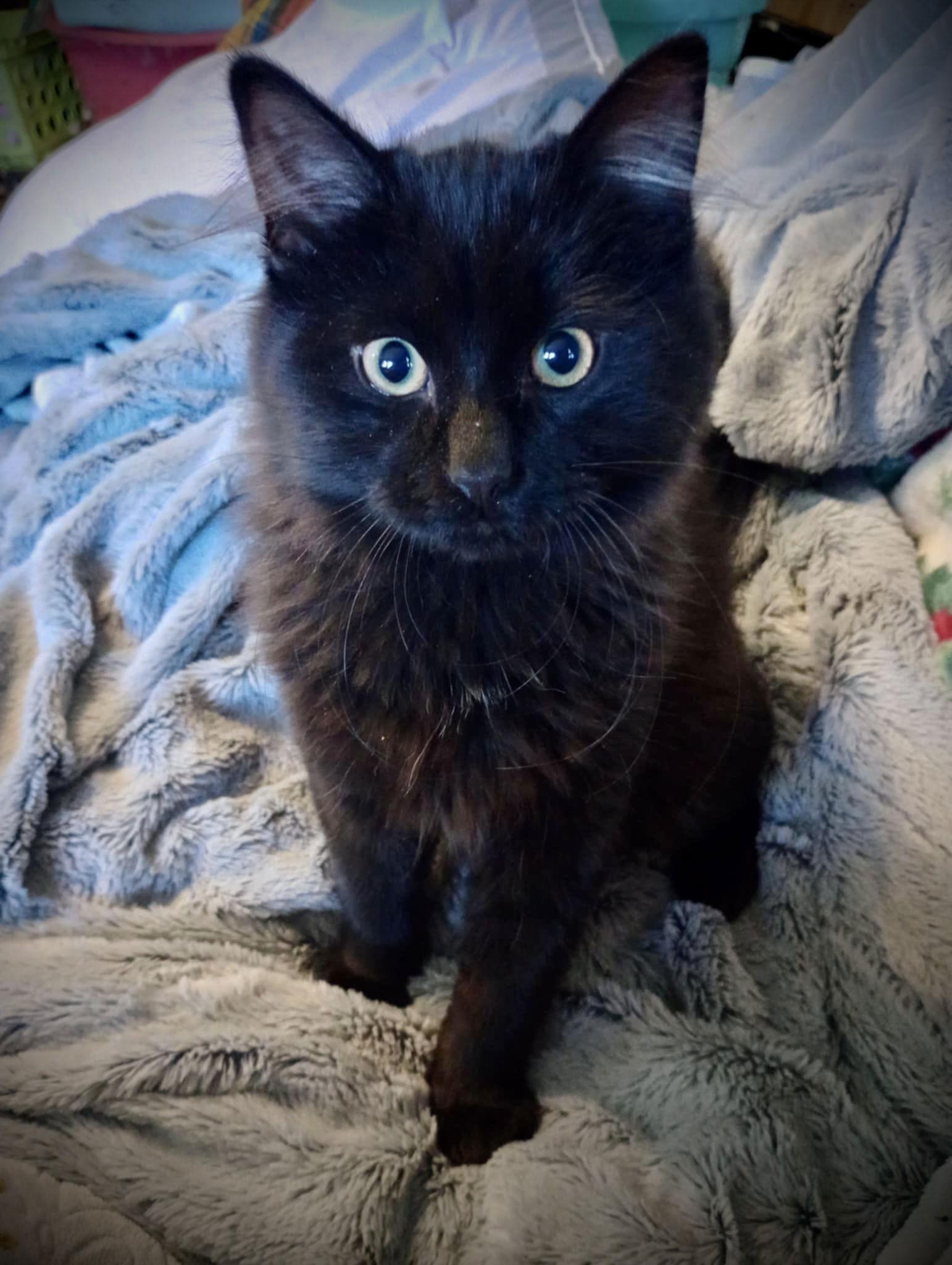 Enlarge Moon Pie, a Adoptable Domestic Medium Hair in Piedmont, MO image 3/3