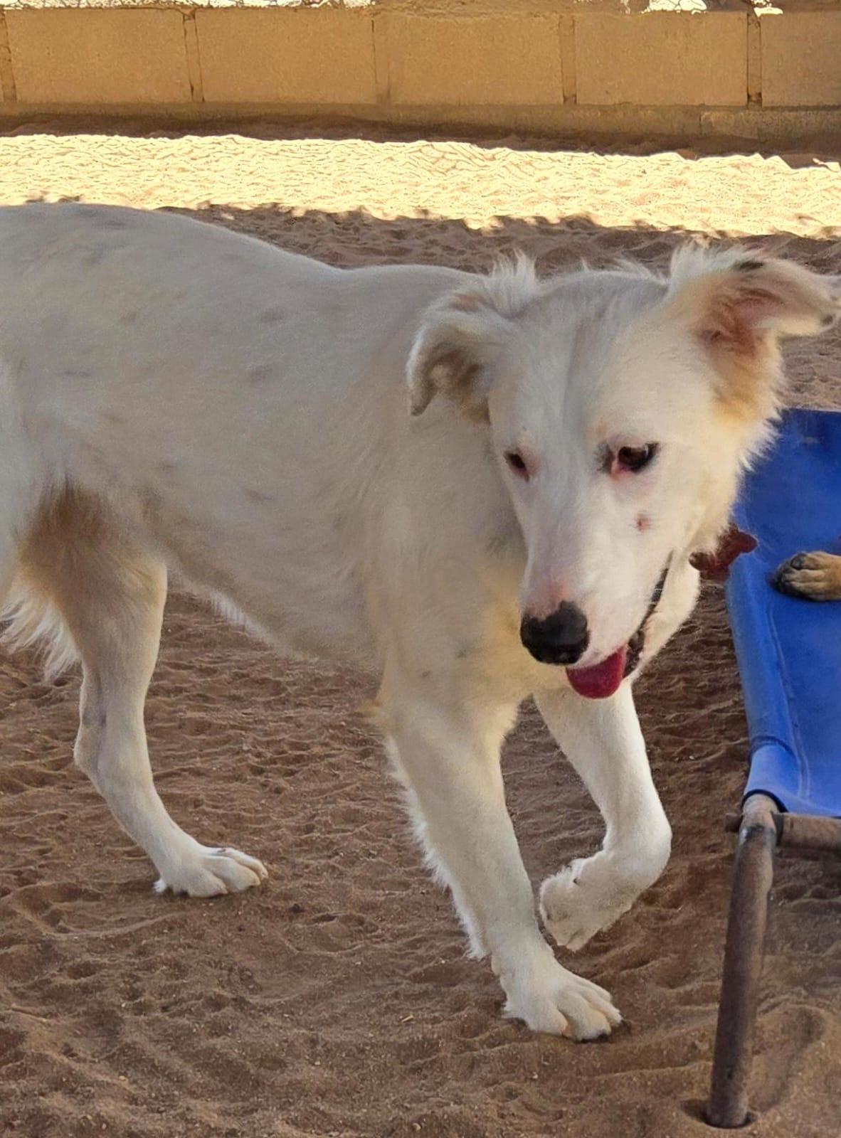 Nieve, an adoptable Collie in Cabo San Lucas, BCS, 23450 | Photo Image 1