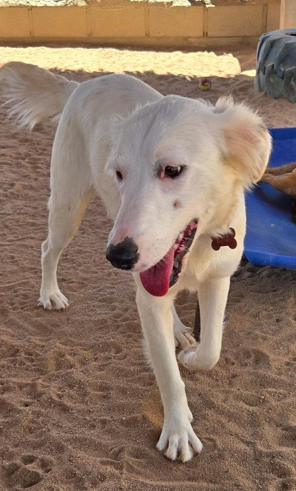 Nieve, an adopted mixed breed in Cabo San Lucas, BCS image 2/2
