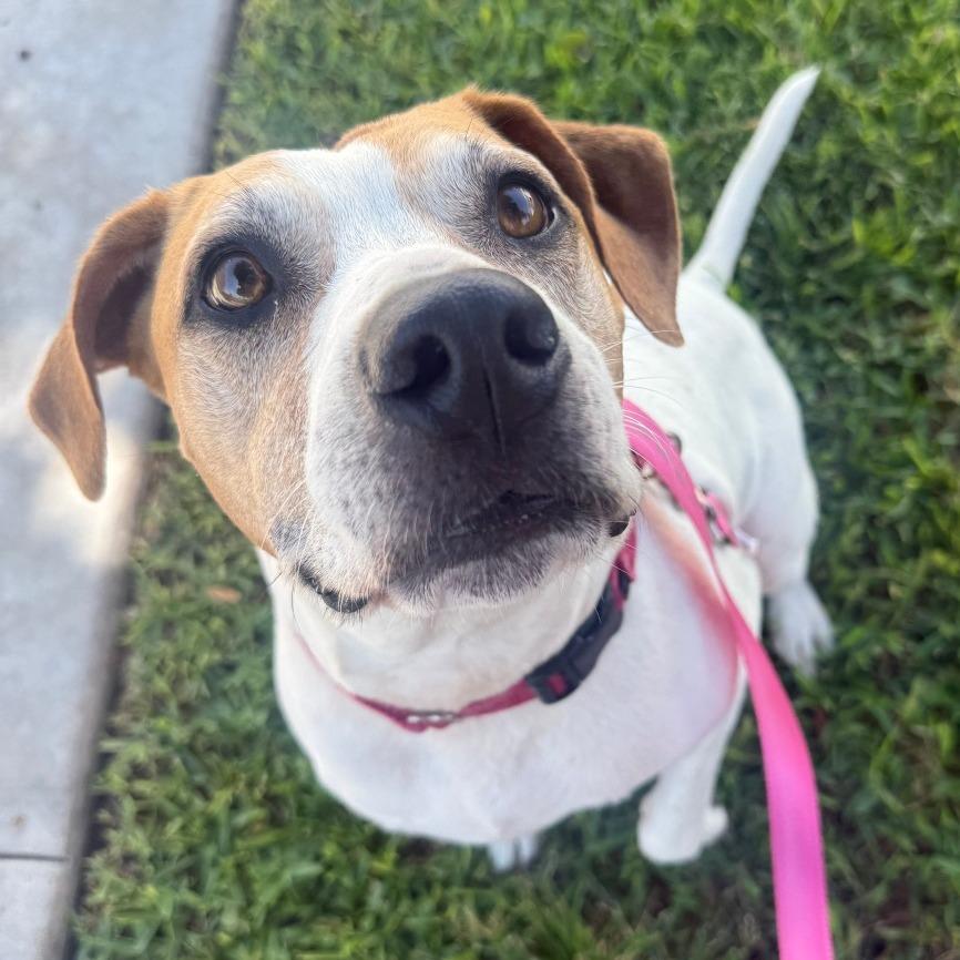 Mazy, a Adoptable mixed breed in Sarasota, FL image 5/6
