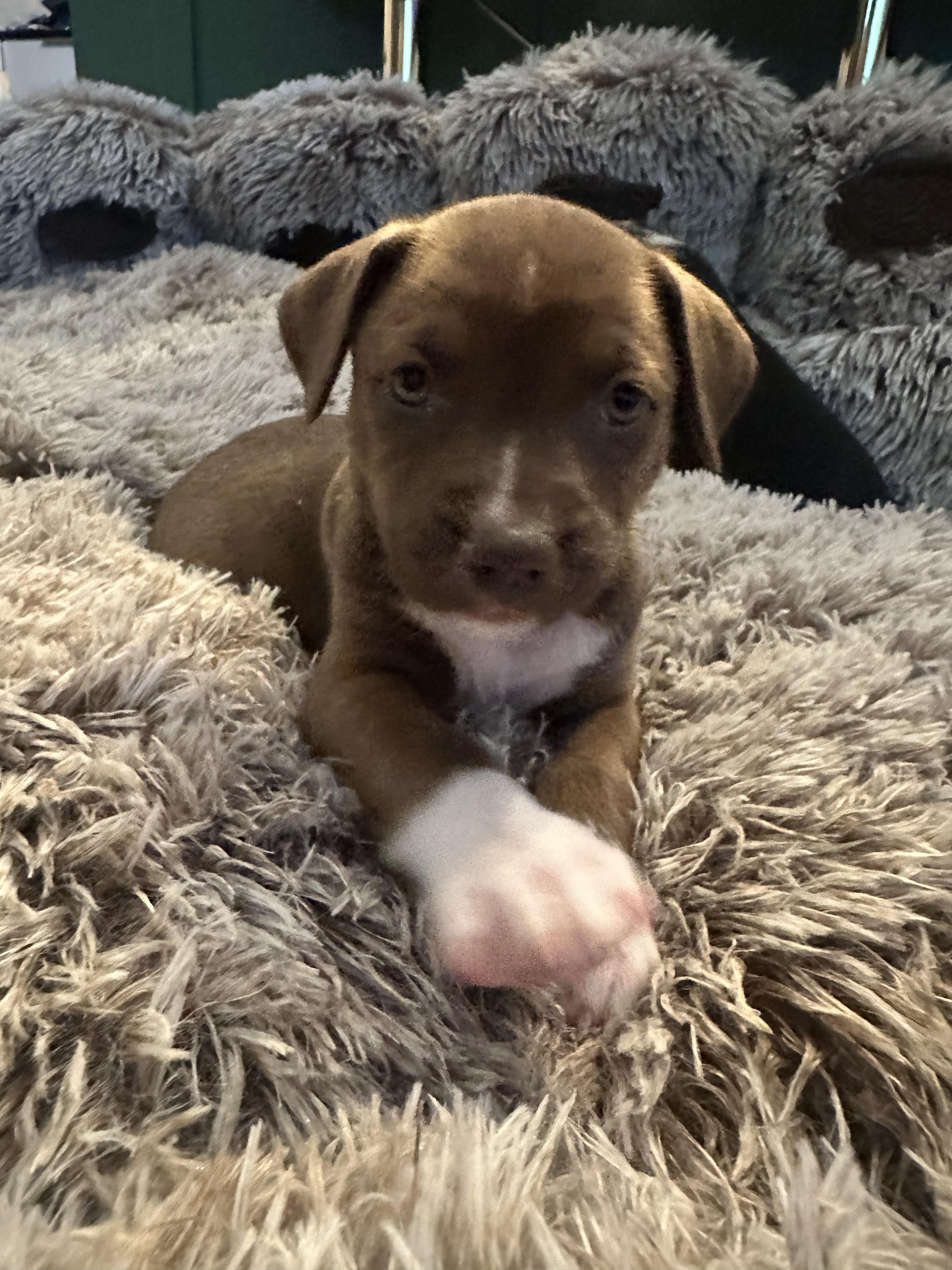 Stella, Adoptable, Puppy Female Siberian Husky & American Staffordshire Terrier.