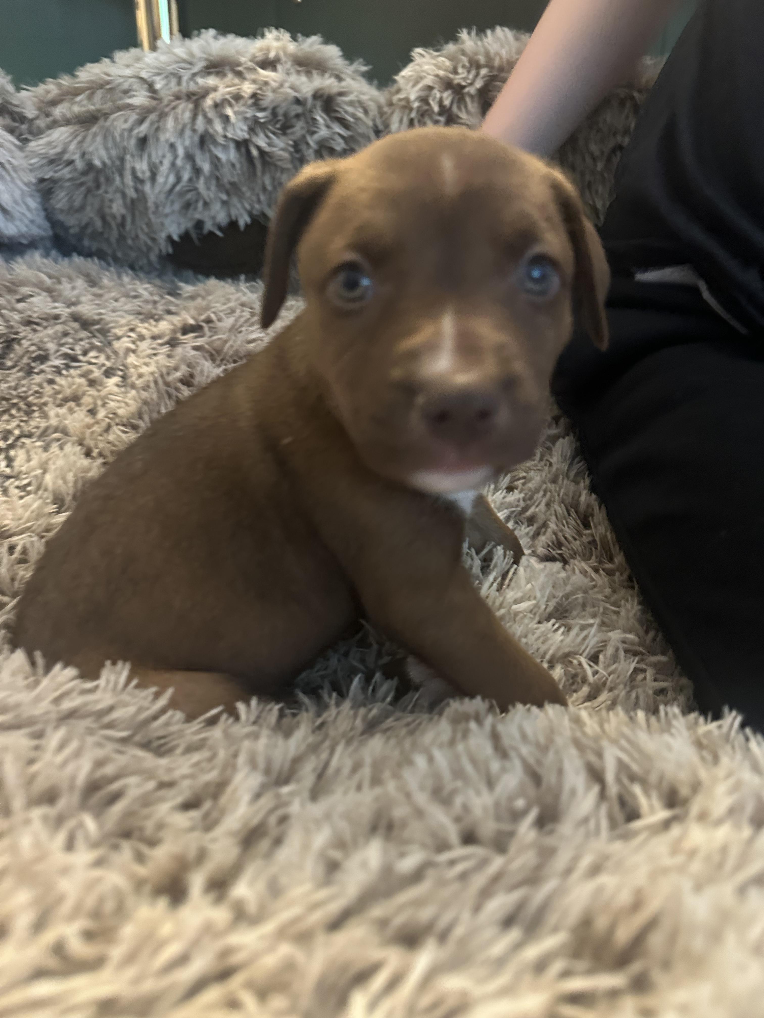 Stella, Adoptable, Puppy Female Siberian Husky & American Staffordshire Terrier.