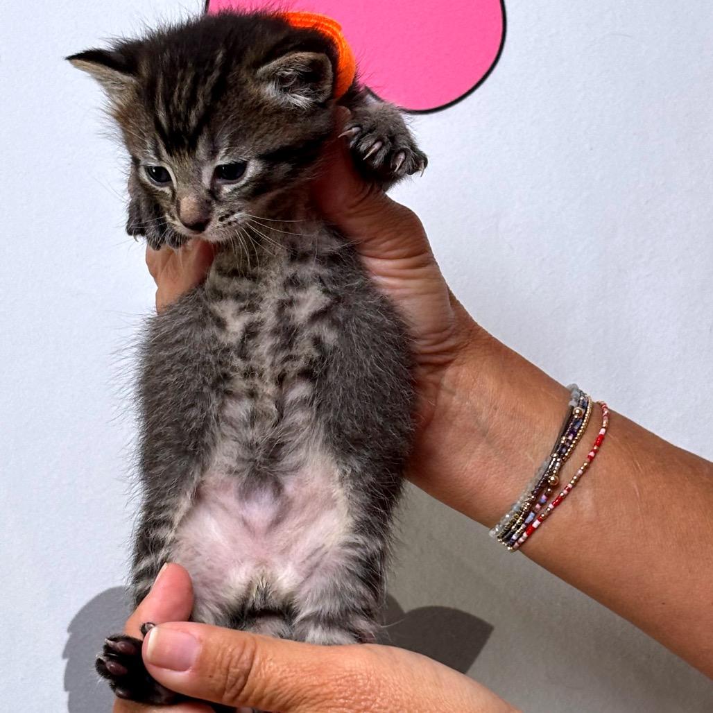 Dopey, Adoptable, Kitten Male American Shorthair.