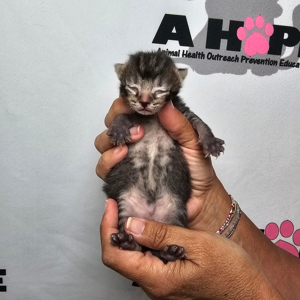 Dopey, Adoptable, Kitten Male American Shorthair.