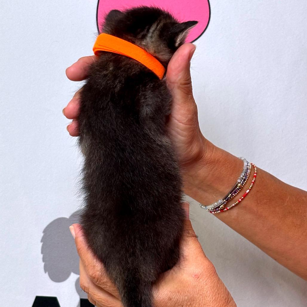 Enlarge Dopey, a Adoptable mixed breed in Milton, FL image 3/6