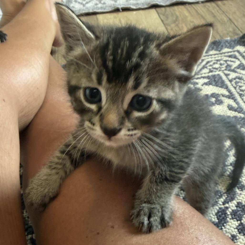 Enlarge Dopey, a Adoptable mixed breed in Milton, FL image 4/6