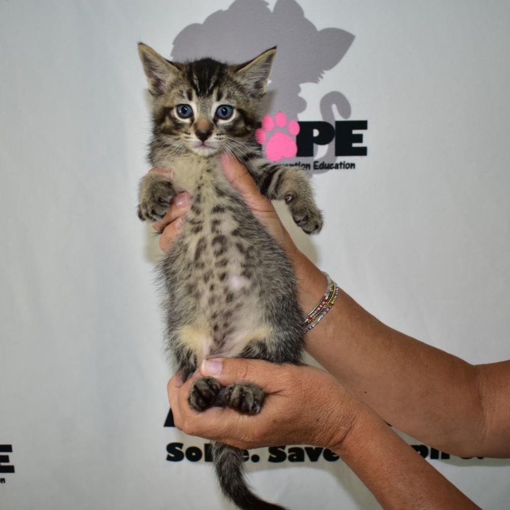 Enlarge Dopey, a Adoptable mixed breed in Milton, FL image 5/6