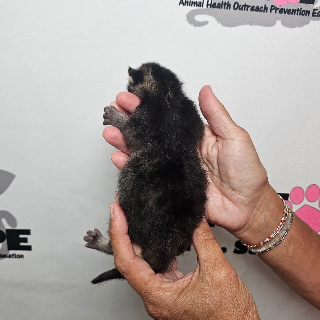 Enlarge Dopey, a Adoptable mixed breed in Milton, FL image 2/2