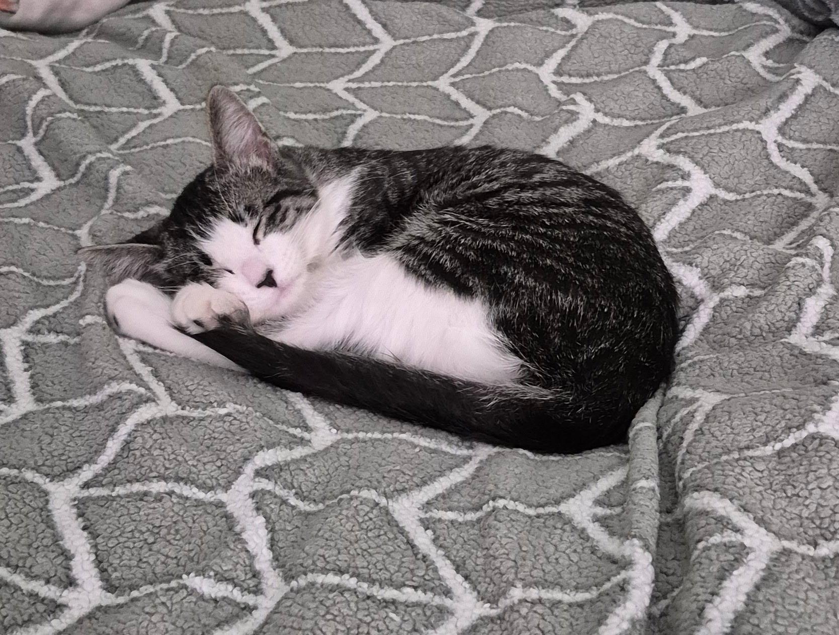 Enlarge Mistletoe, a ADOPTABLE Domestic Short Hair in St. Charles, IL image 3/5