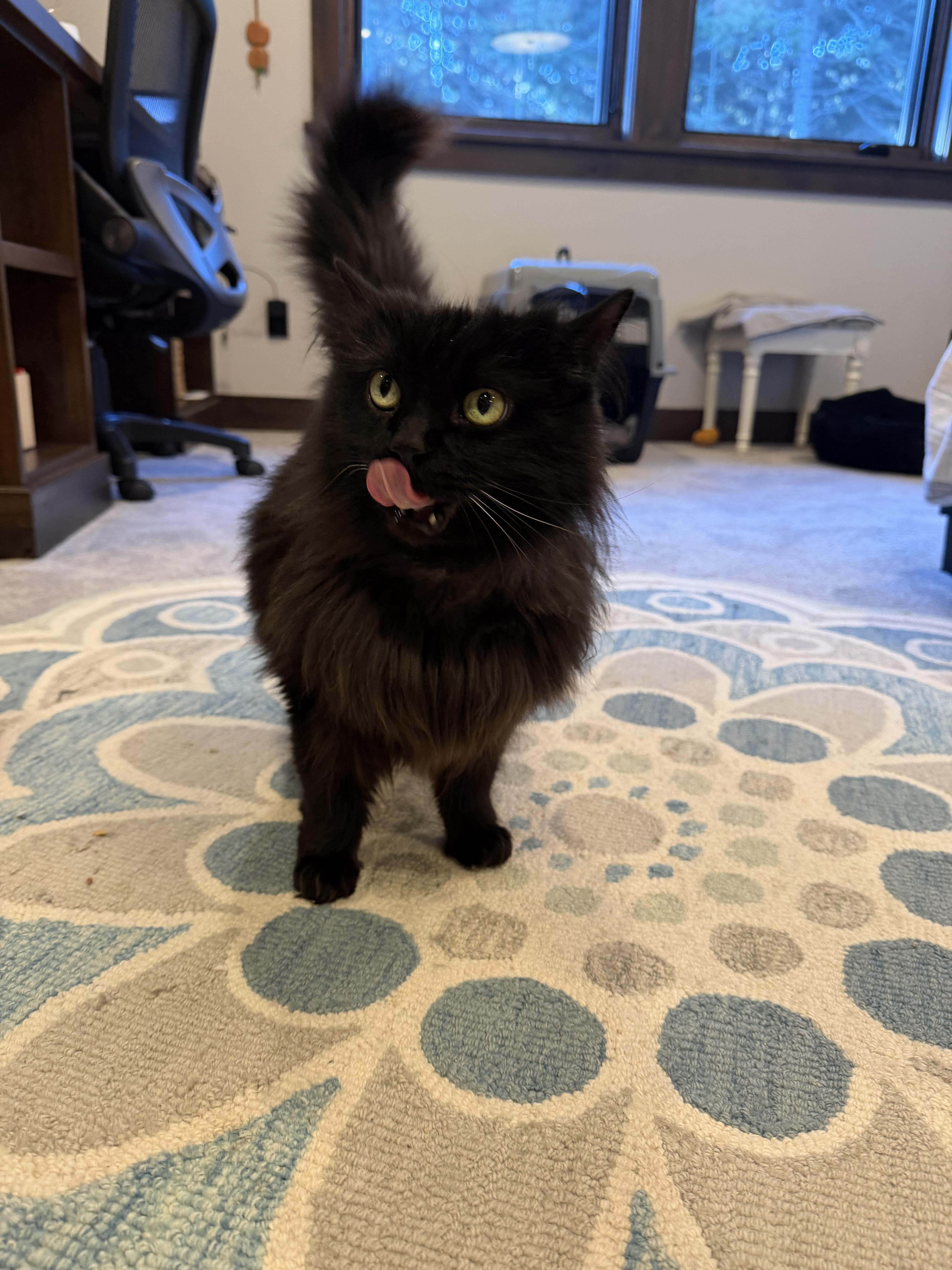 Lucy, adopted, Adult Female Domestic Long Hair.