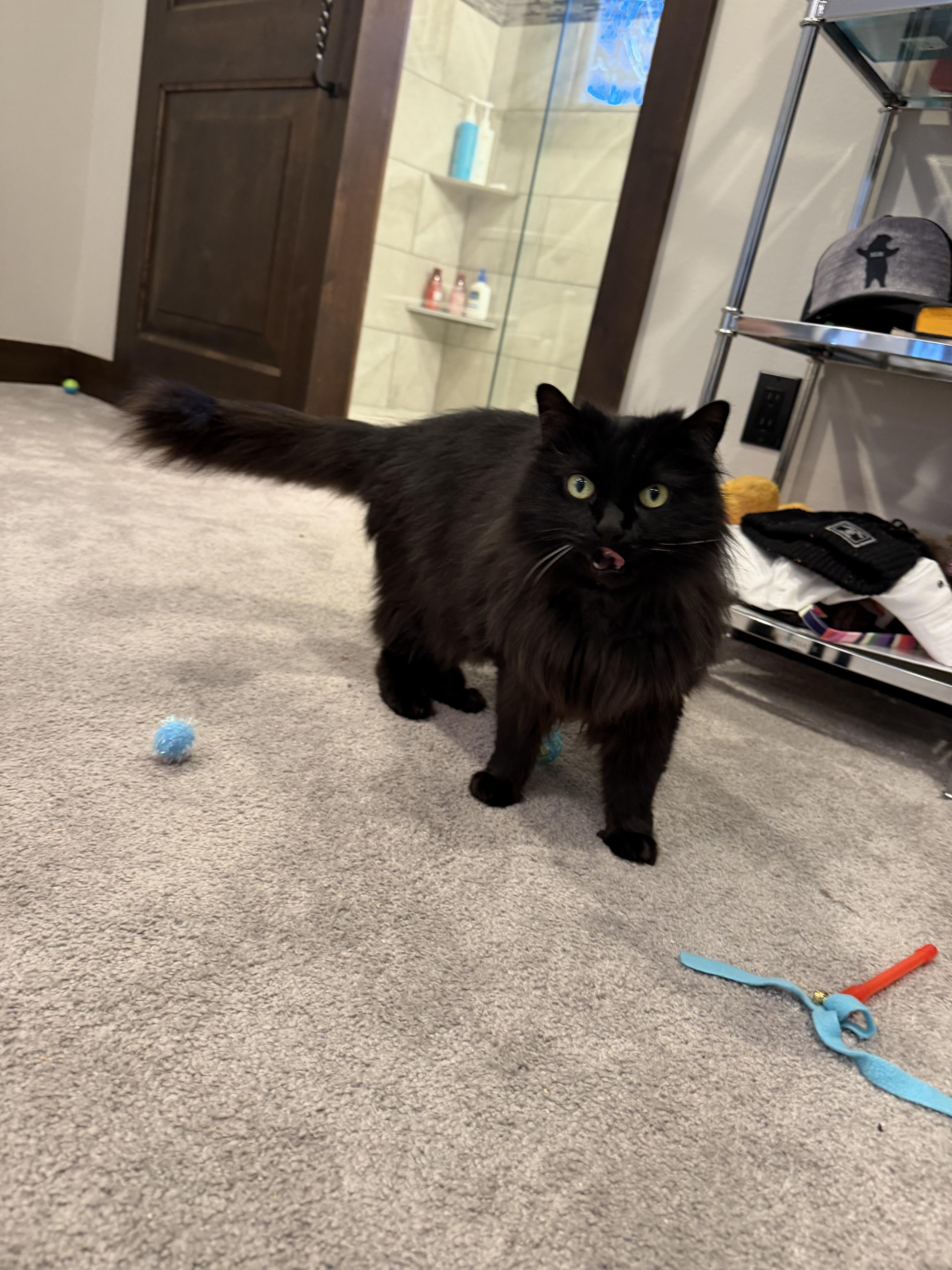 Enlarge Lucy, an adopted Domestic Long Hair in Roslyn, WA image 4/4