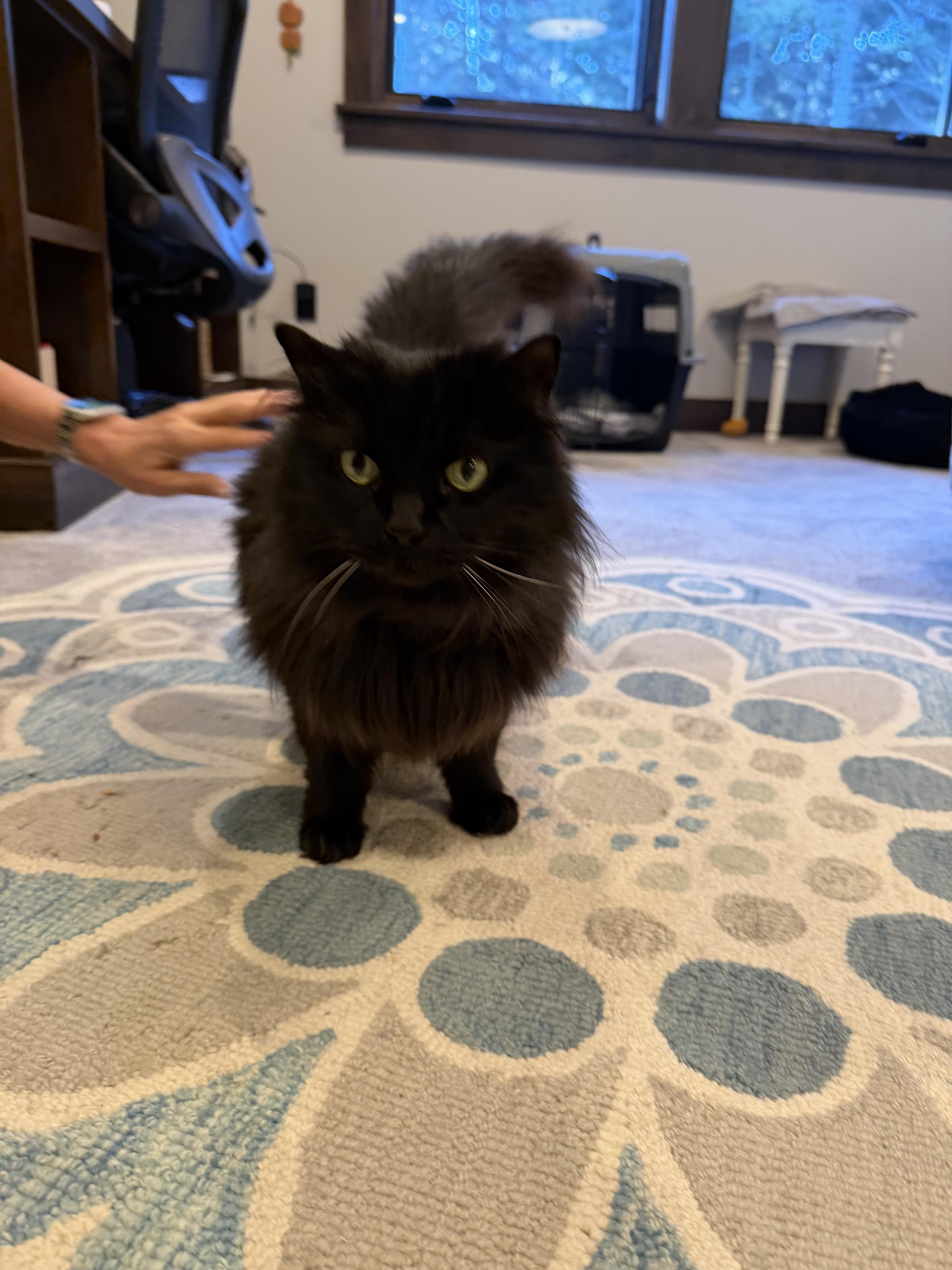 Enlarge Lucy, an adopted Domestic Long Hair in Roslyn, WA image 2/4