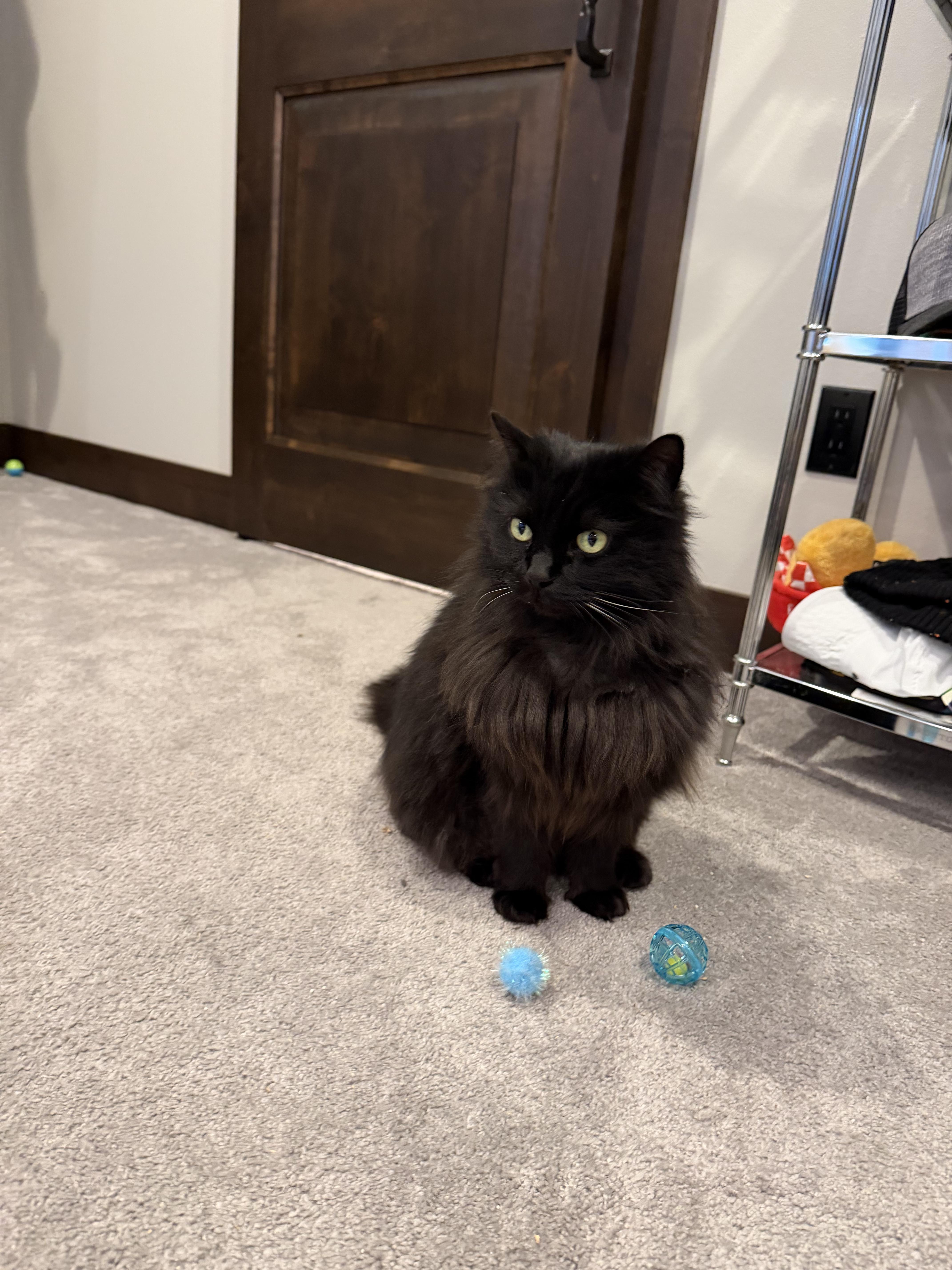 Enlarge Lucy, an adopted Domestic Long Hair in Roslyn, WA image 3/4