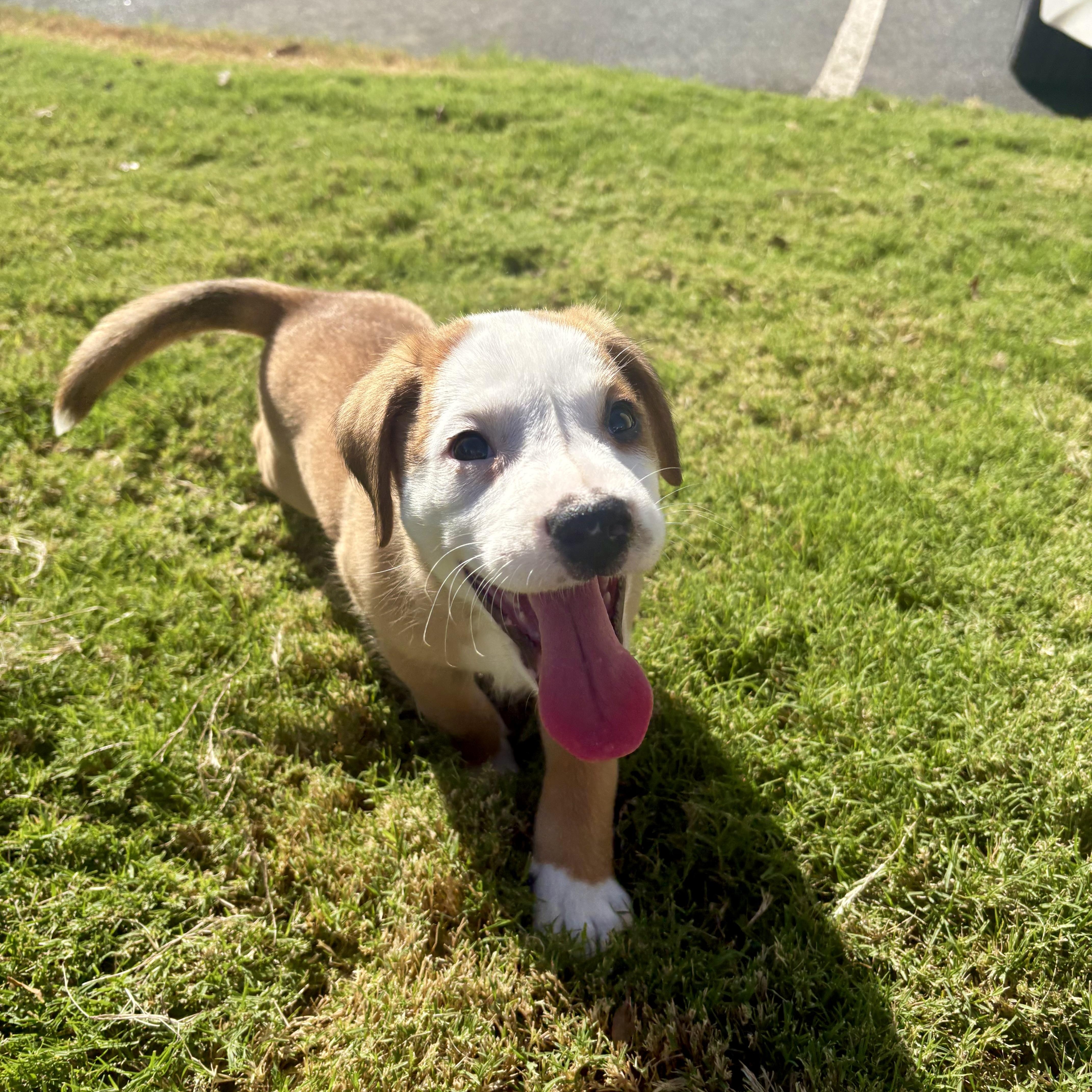 Enlarge Brew, a Adoptable mixed breed in Charlotte, NC image 2/5
