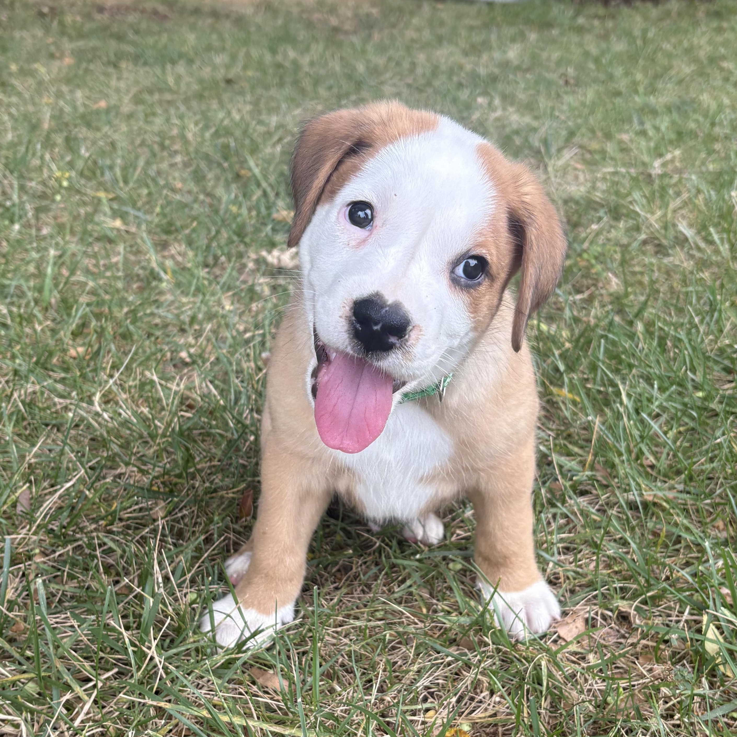Enlarge Brew, a Adoptable mixed breed in Charlotte, NC image 4/5
