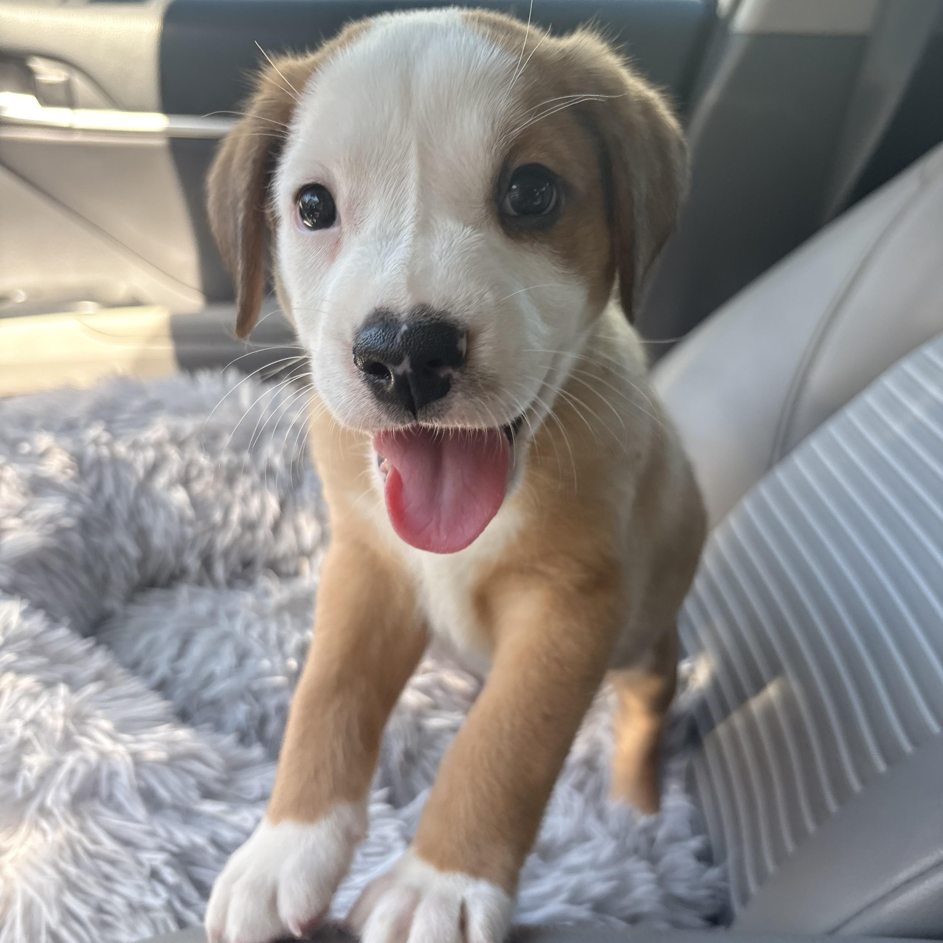 Brew, Adoptable, Puppy Male Pit Bull Terrier.