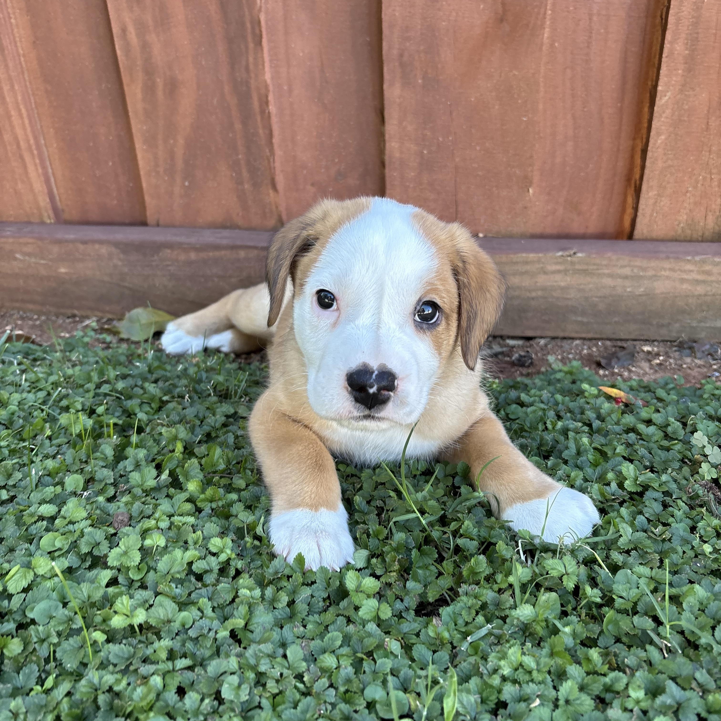 Enlarge Brew, a Adoptable mixed breed in Charlotte, NC image 3/5