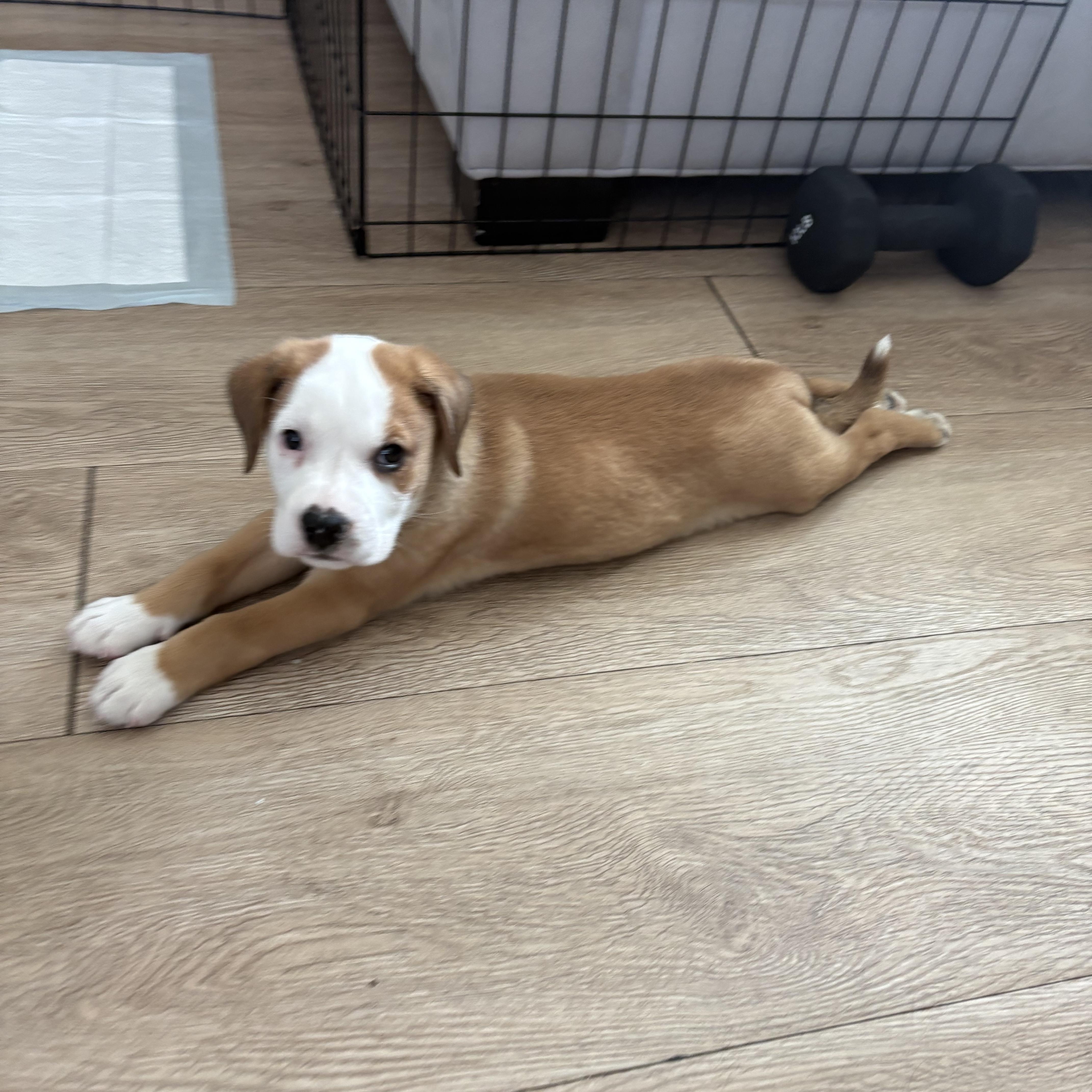 Enlarge Brew, a Adoptable mixed breed in Charlotte, NC image 5/5