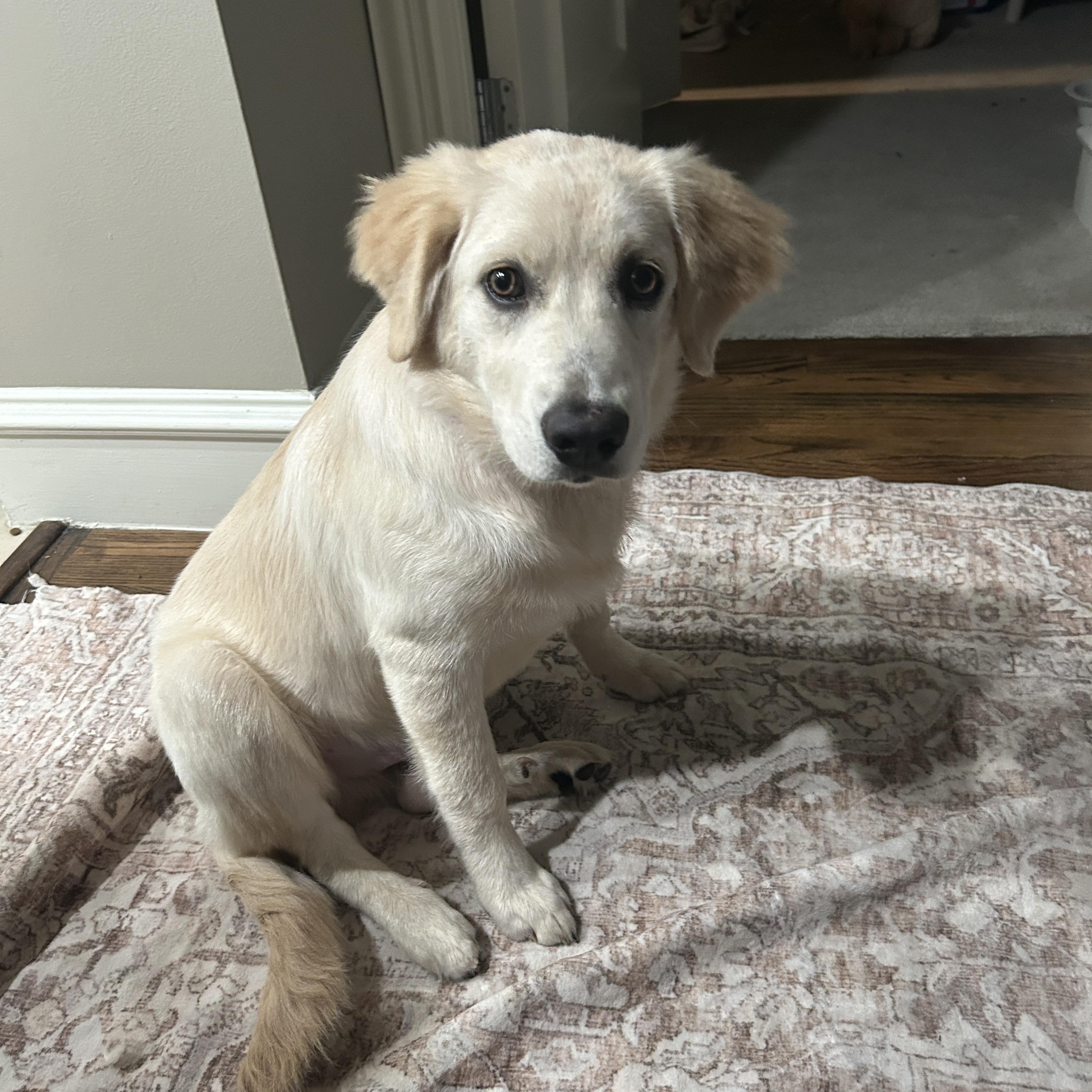 Bodi , ADOPTABLE, Puppy Male Golden Retriever.