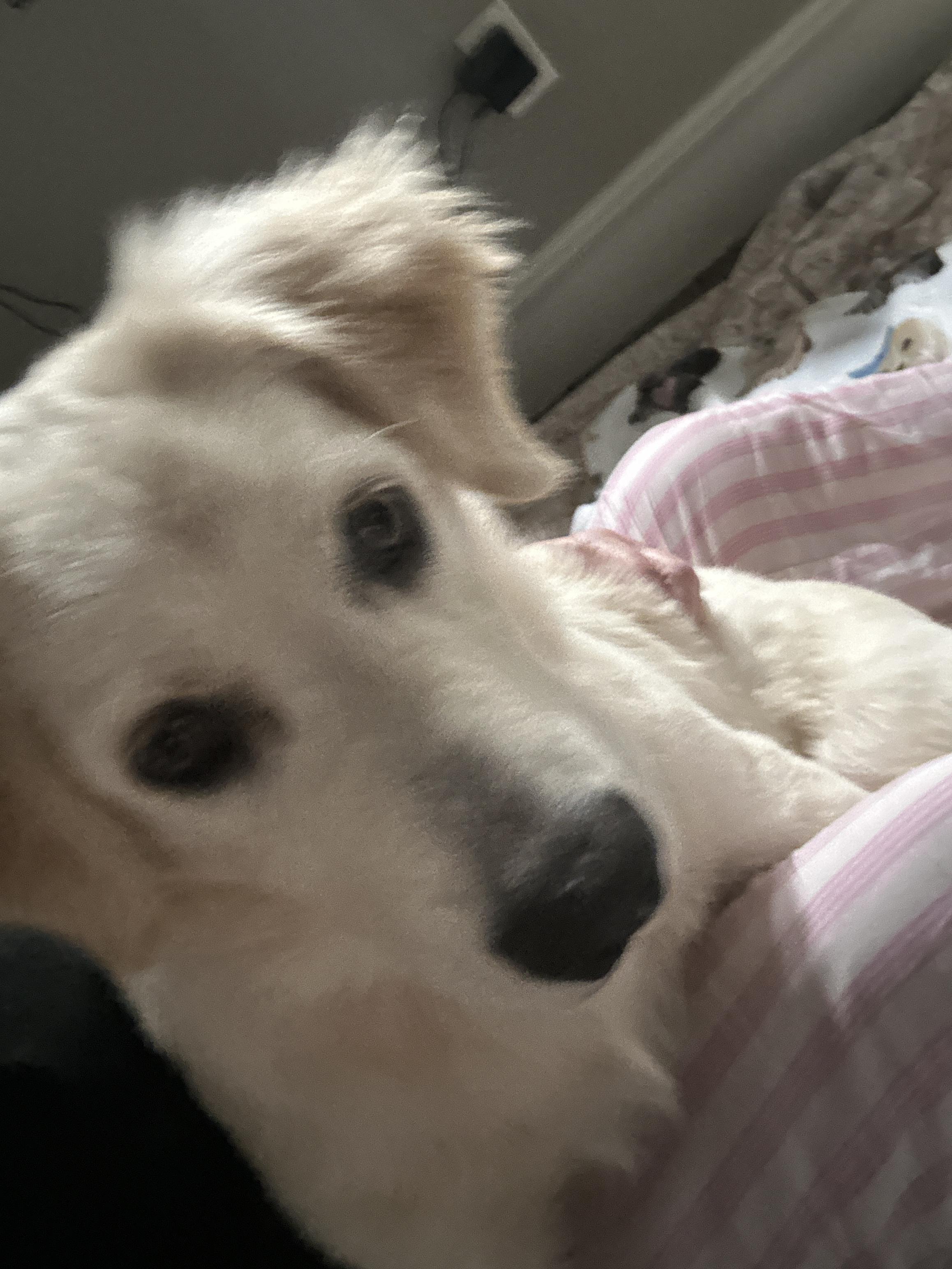 Enlarge Bodi , a ADOPTABLE Golden Retriever in Dallas, TX image 4/4