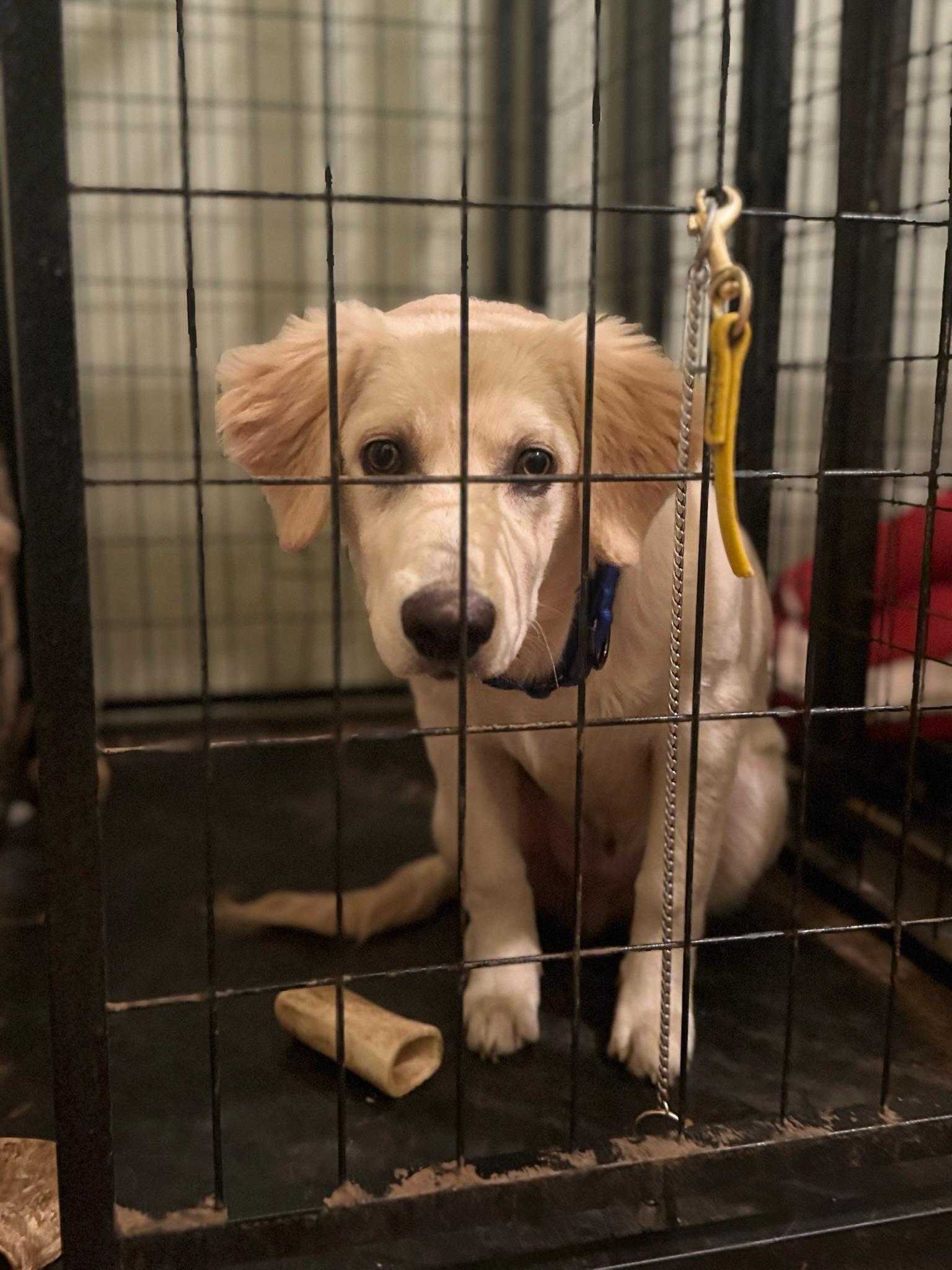 Enlarge Bodi , a ADOPTABLE Golden Retriever in Dallas, TX image 3/4