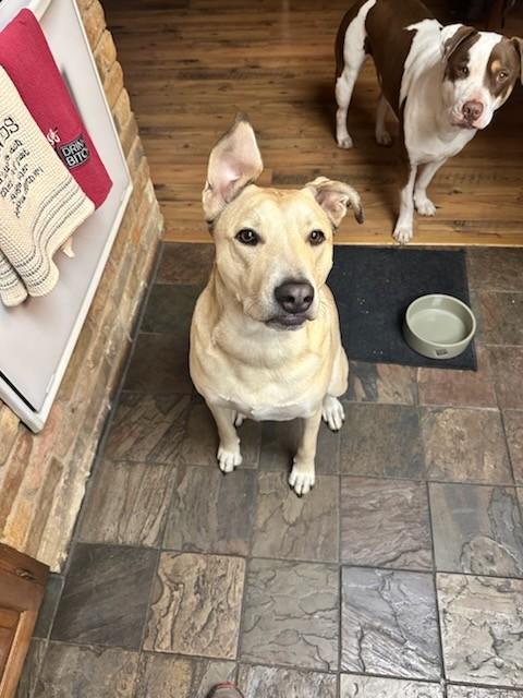 Simba, a Adoptable mixed breed in Mansfield, TX image 2/4