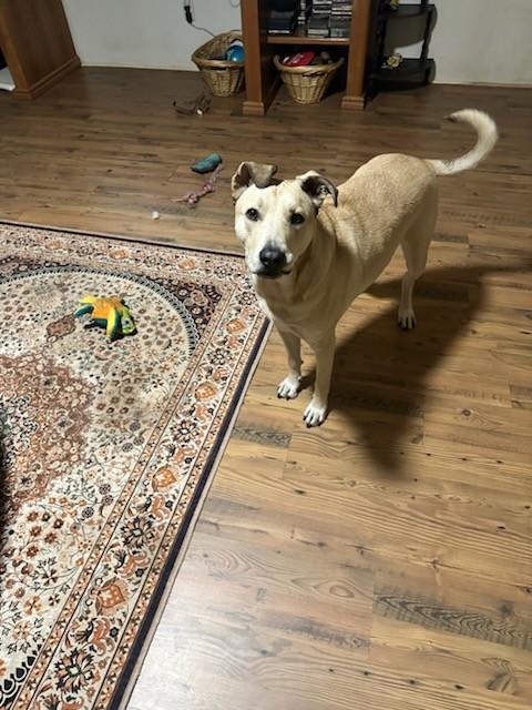 Simba, a Adoptable mixed breed in Mansfield, TX image 3/4