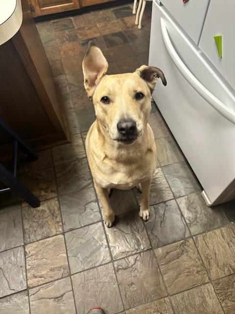 Simba, Adoptable, Adult Male Carolina Dog.