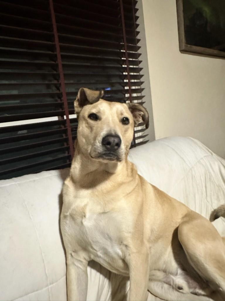 Simba, a Adoptable mixed breed in Mansfield, TX image 4/4