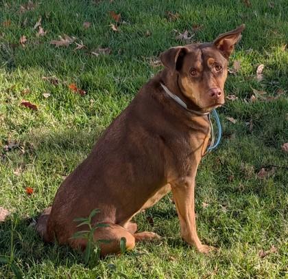 Dale, Adoptable, Adult Male Doberman Pinscher & Mixed Breed.
