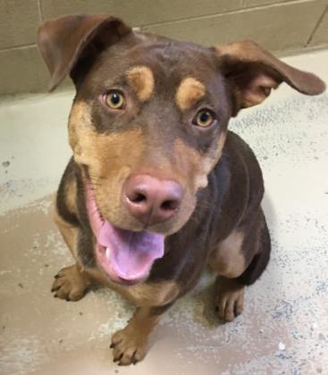 Enlarge Dale, a Adoptable mixed breed in West Memphis, AR image 2/2