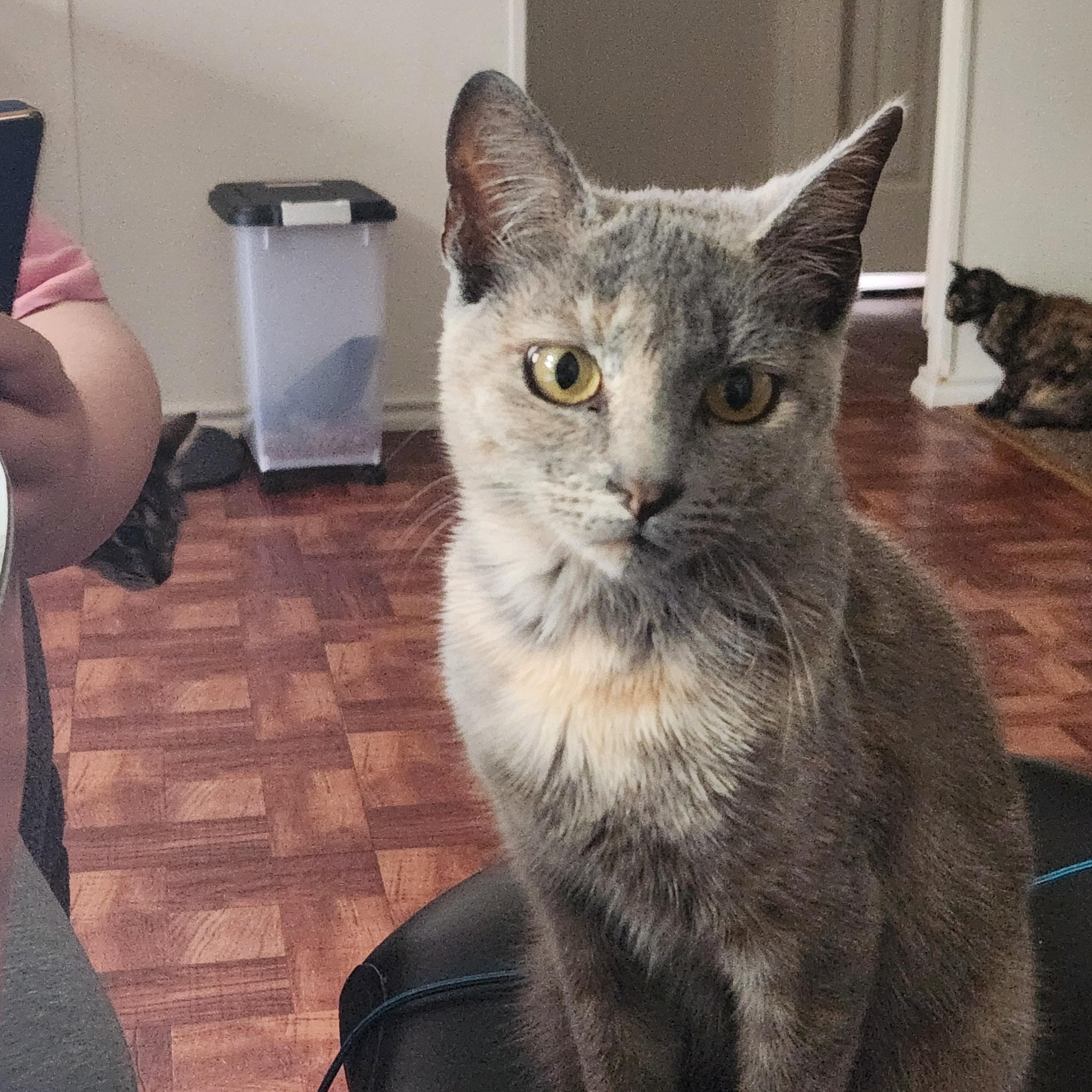 Ayana, ADOPTABLE, Adult Female Domestic Short Hair.