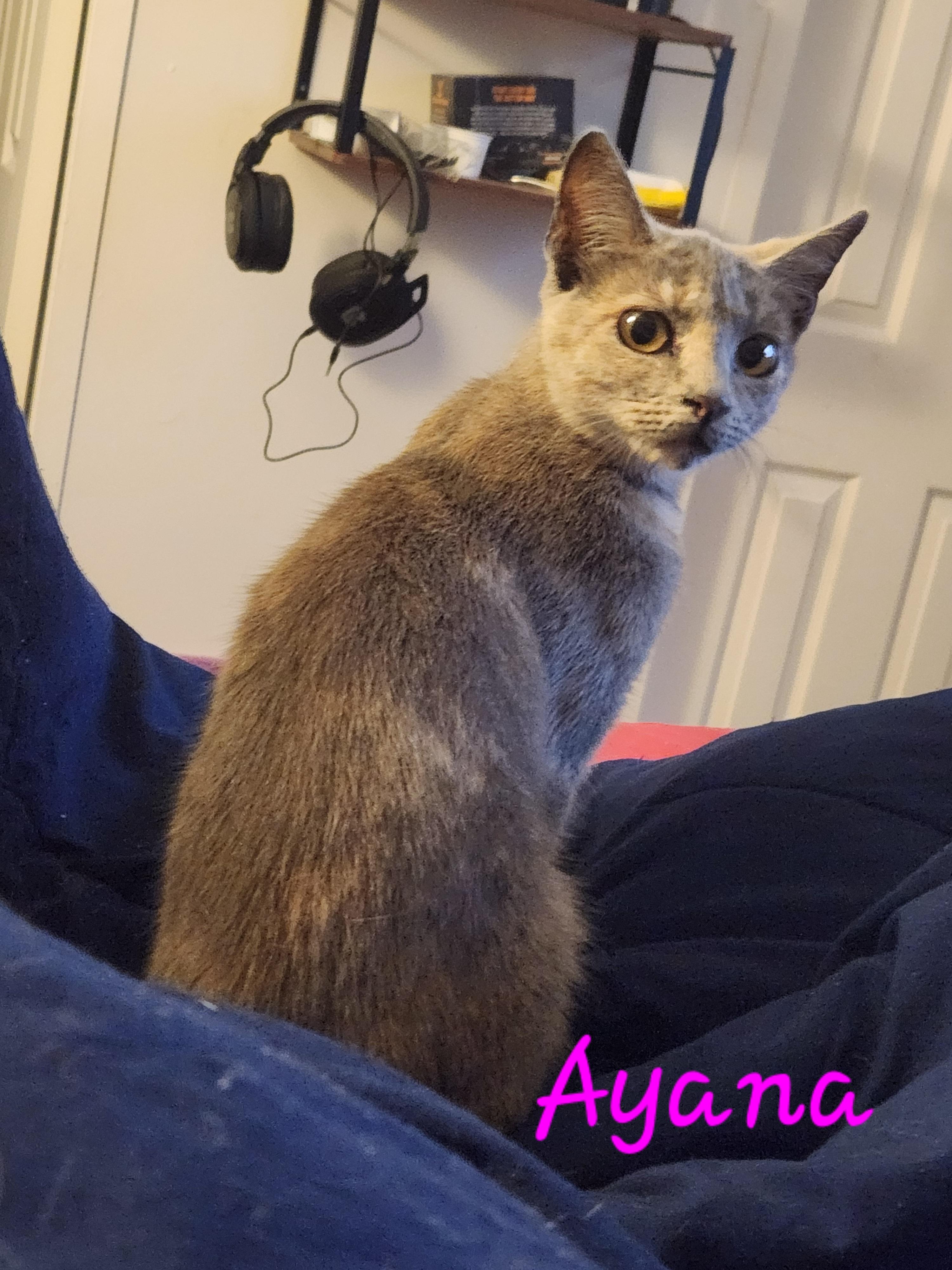 Enlarge Ayana, a ADOPTABLE Domestic Short Hair in Mount Pleasant, TX image 4/4
