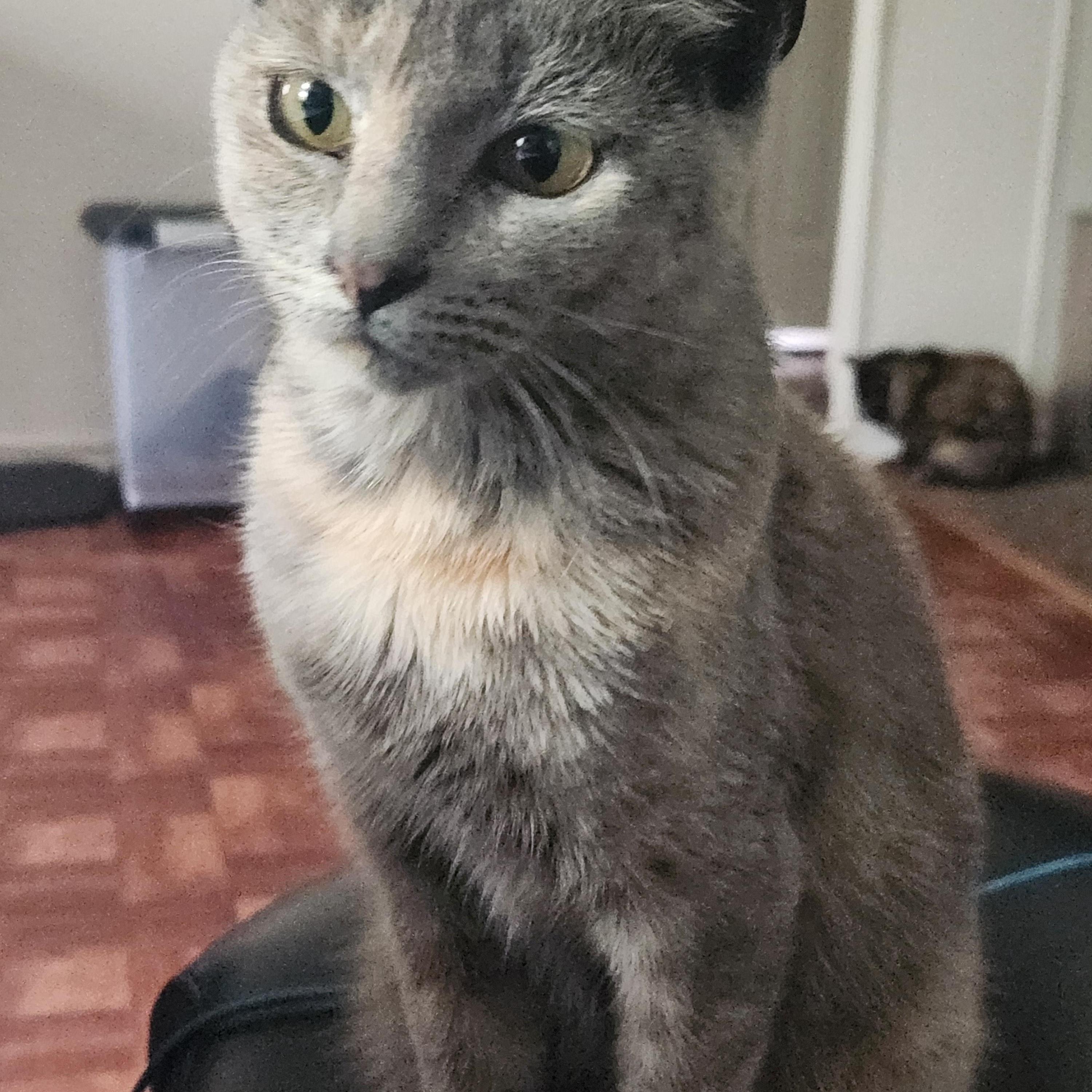 Ayana, a Adoptable Domestic Short Hair in Mount Pleasant, TX image 4/4