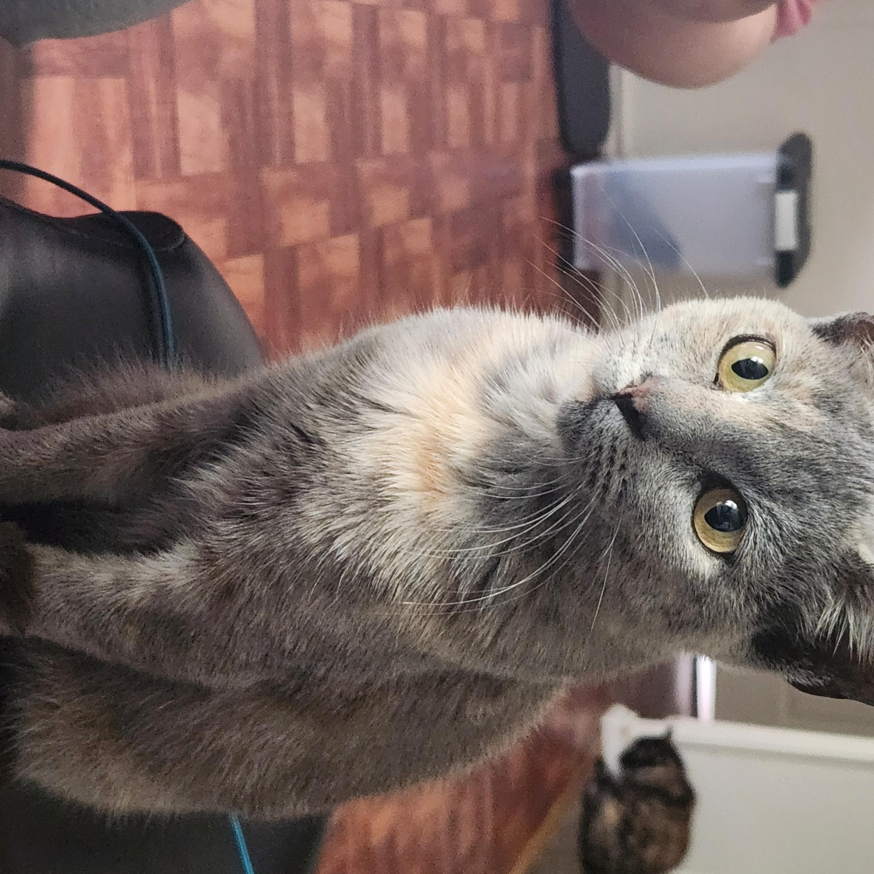 Enlarge Ayana, a ADOPTABLE Domestic Short Hair in Mount Pleasant, TX image 3/4