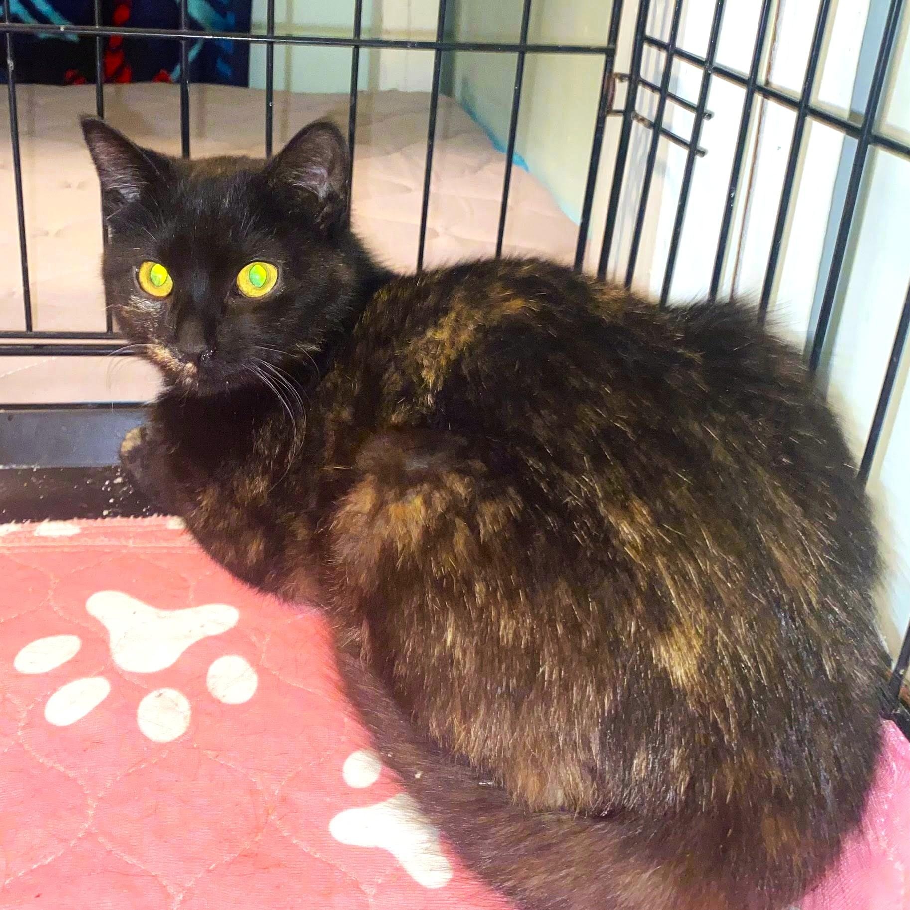 Enlarge Gia, an adopted Tortoiseshell in Brooklyn, NY image 1/1