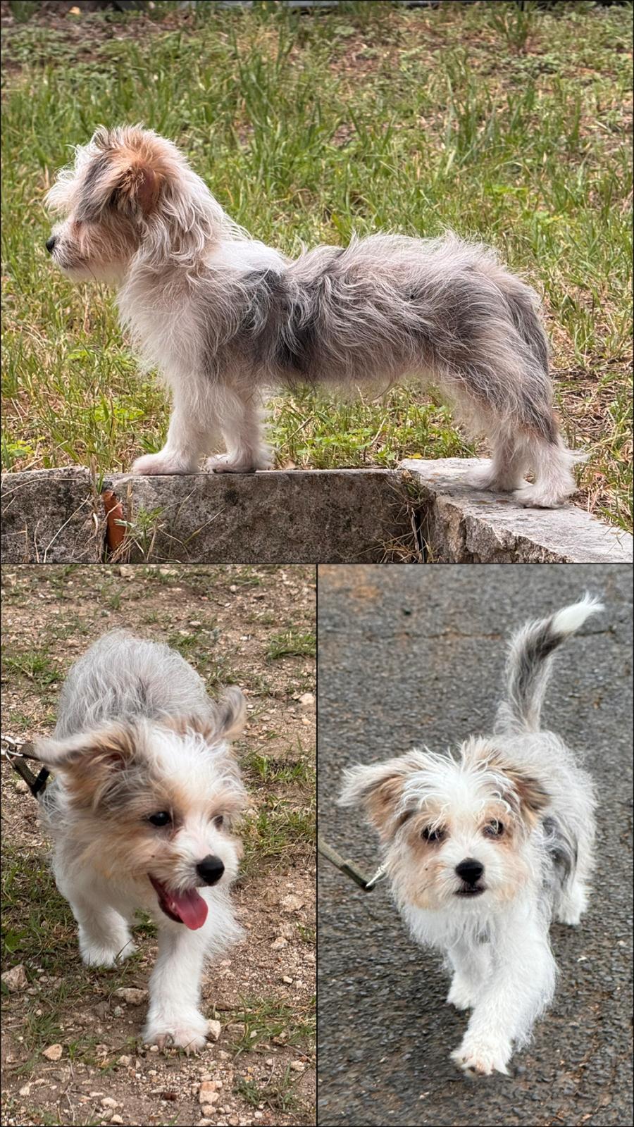 Porter (Dolly Pawton Litter)/Ico, Adopted, Young Male Australian Shepherd.