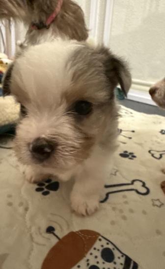Enlarge Porter (Dolly Pawton Litter)/Ico, a Adopted mixed breed in Arlington, TX image 2/2