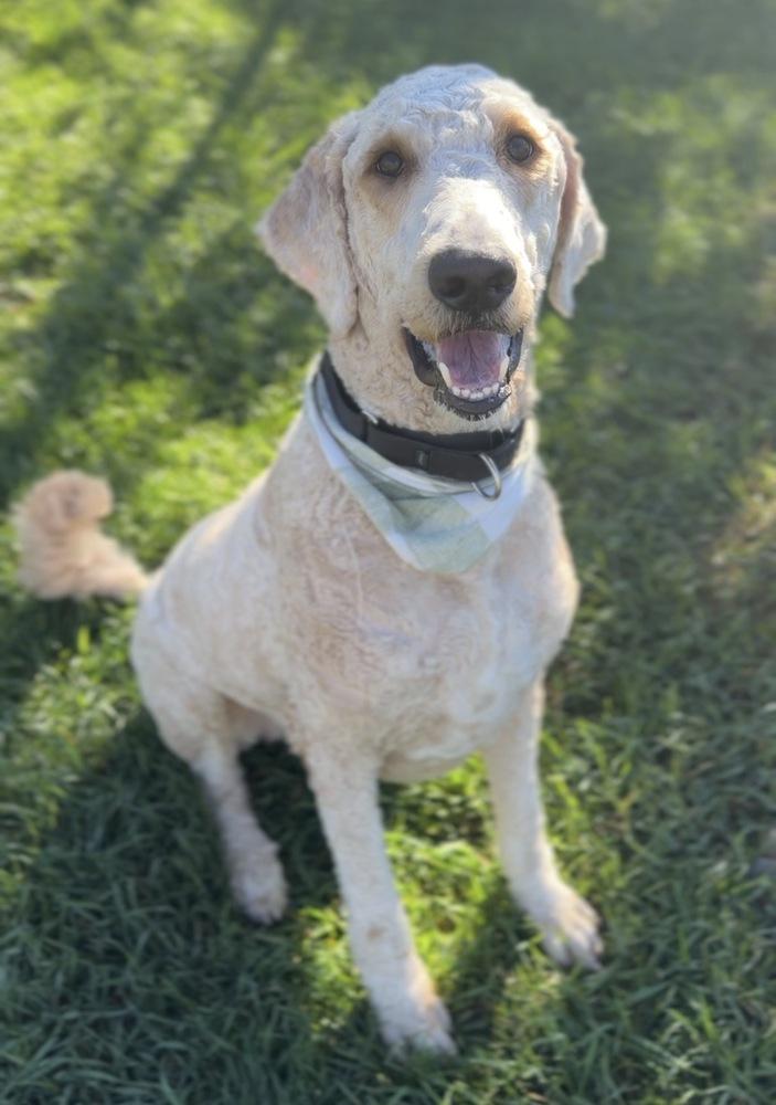 Enlarge Murphy, a Adoptable mixed breed in Bemidji, MN image 1/3