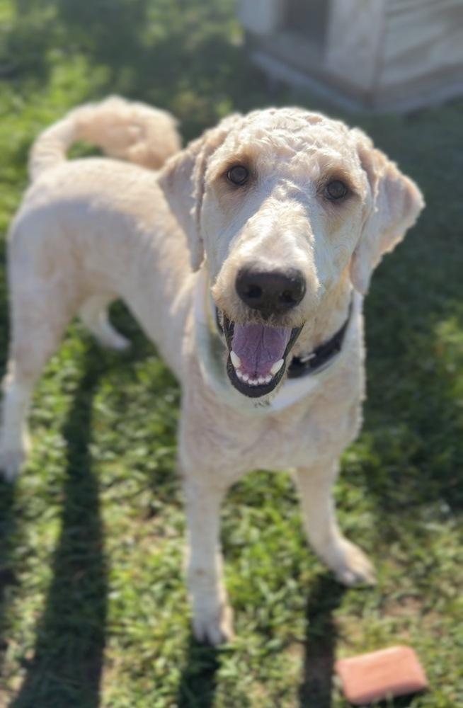Enlarge Murphy, a Adoptable mixed breed in Bemidji, MN image 2/3