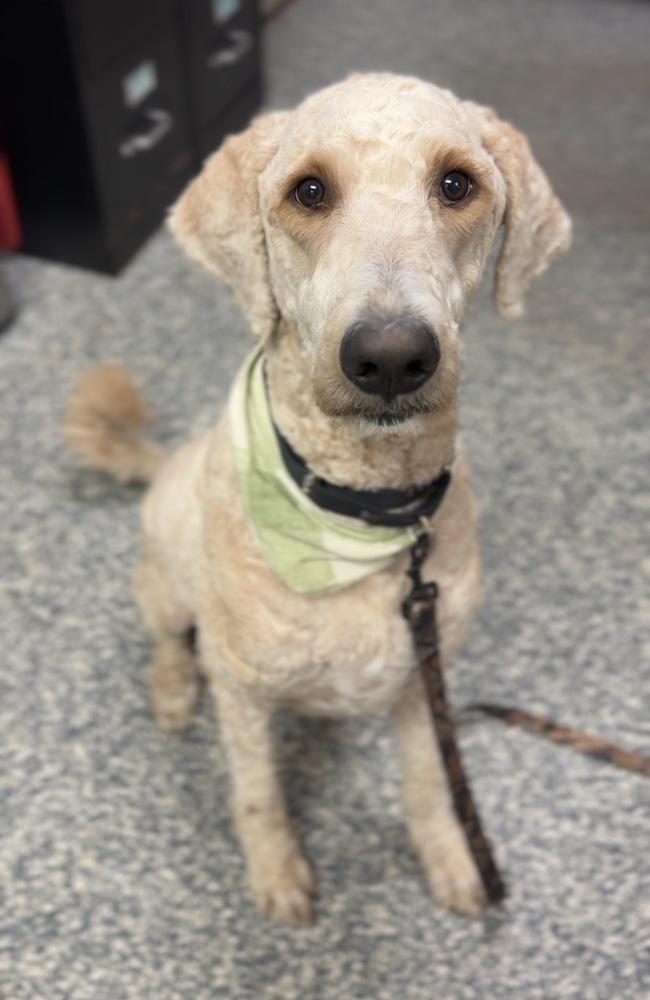 Enlarge Murphy, a Adoptable mixed breed in Bemidji, MN image 3/3