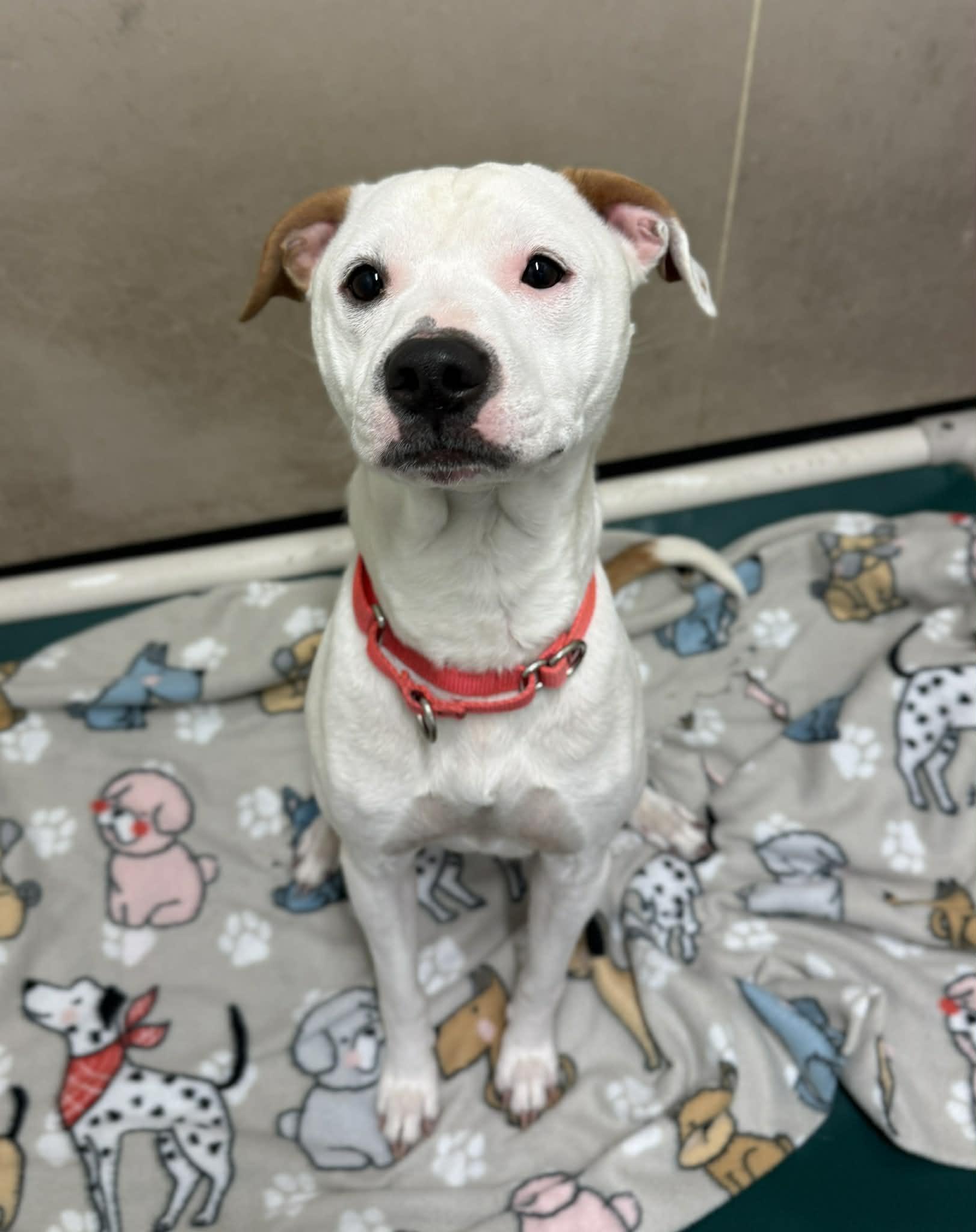 Enlarge Kaine, a Adoptable mixed breed in Elizabethtown, NY image 1/1