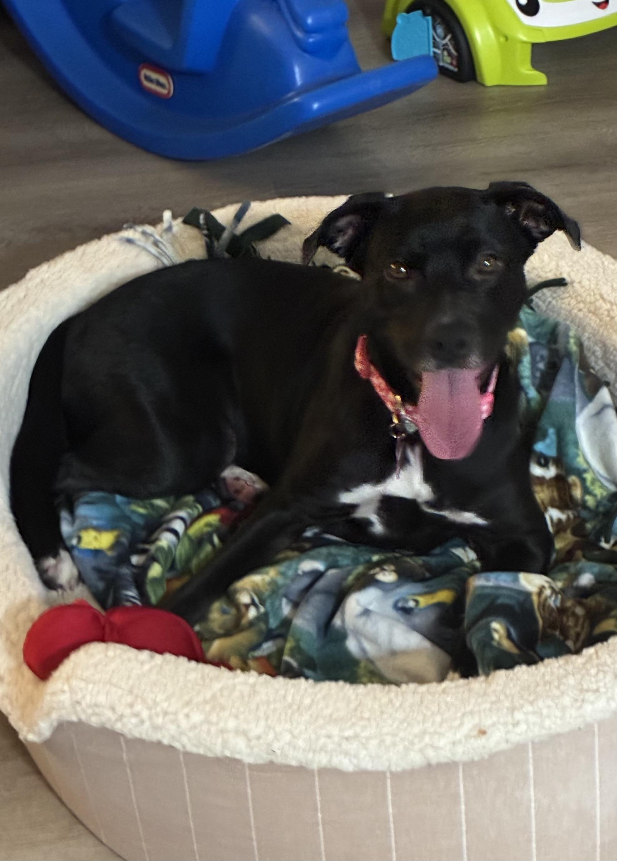 Enlarge Sheeba, an adoptable mixed breed in Santa Monica, CA image 1/6