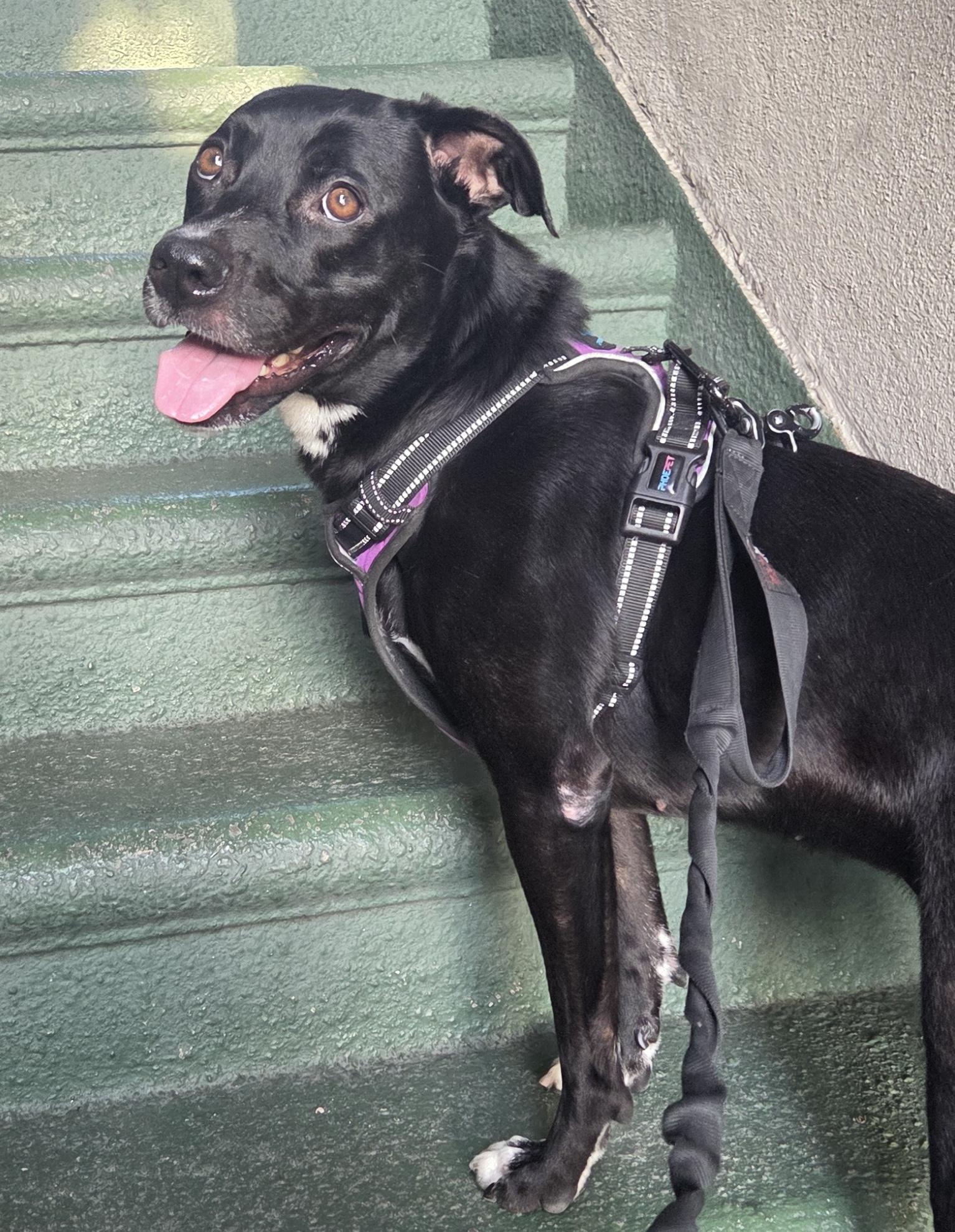 Enlarge Sheeba, an adoptable mixed breed in Santa Monica, CA image 2/6