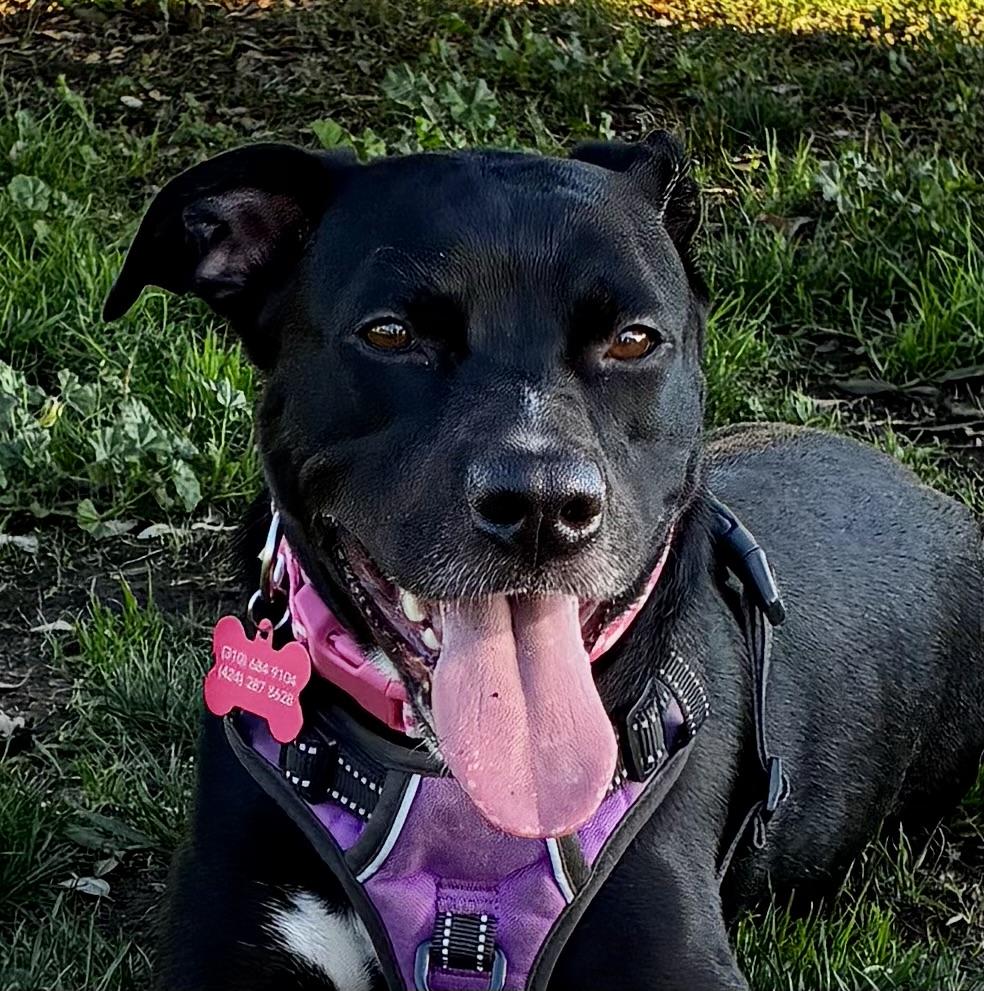 Sheeba, adoptable, Young Female Pit Bull Terrier & Black Labrador Retriever.