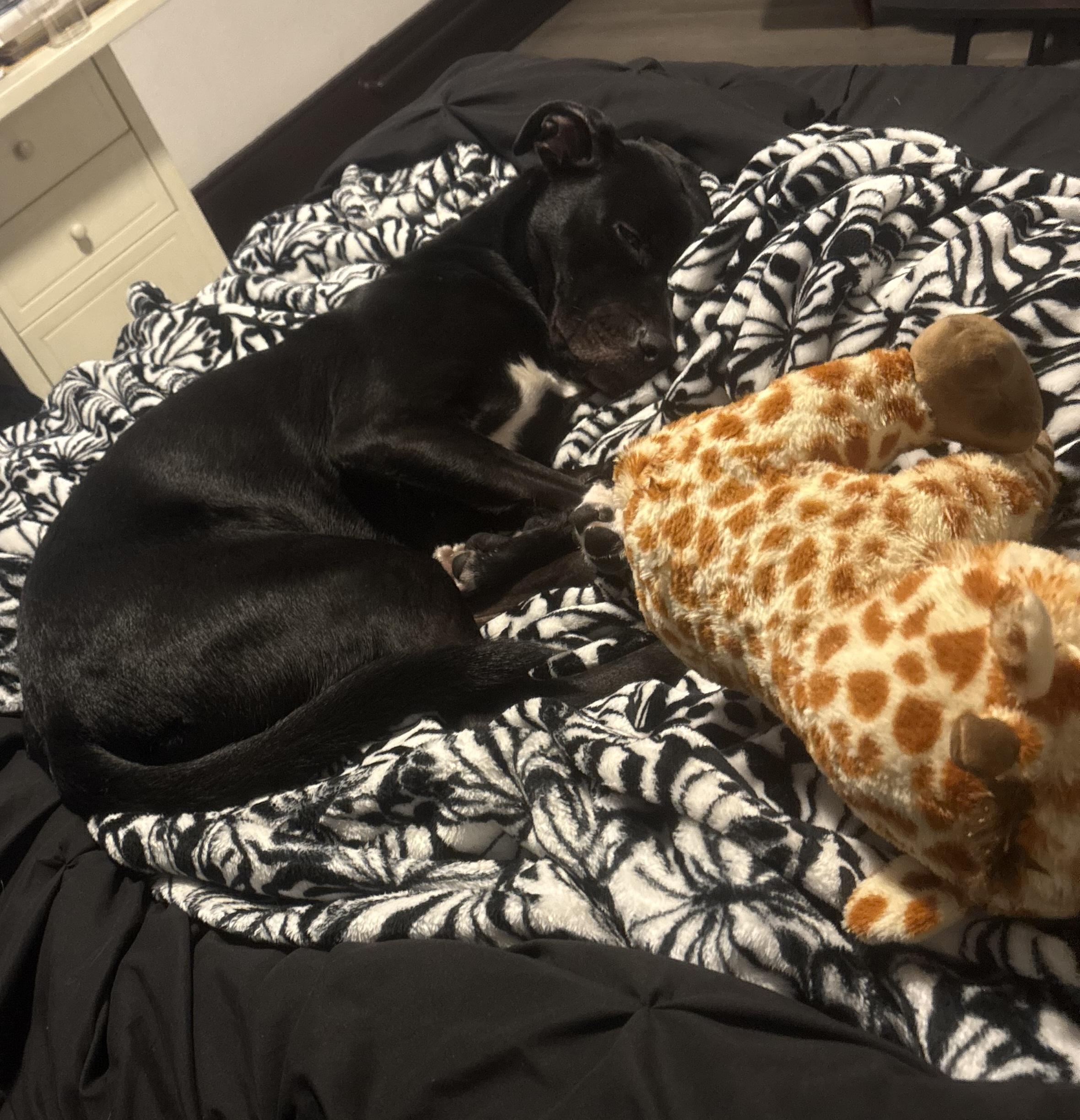 Enlarge Sheeba, an adoptable mixed breed in Santa Monica, CA image 2/5