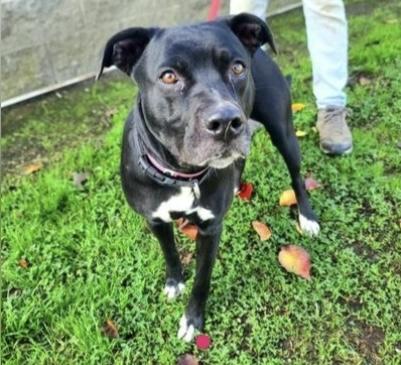 Sheeba, adoptable, Young Female Pit Bull Terrier & Black Labrador Retriever.
