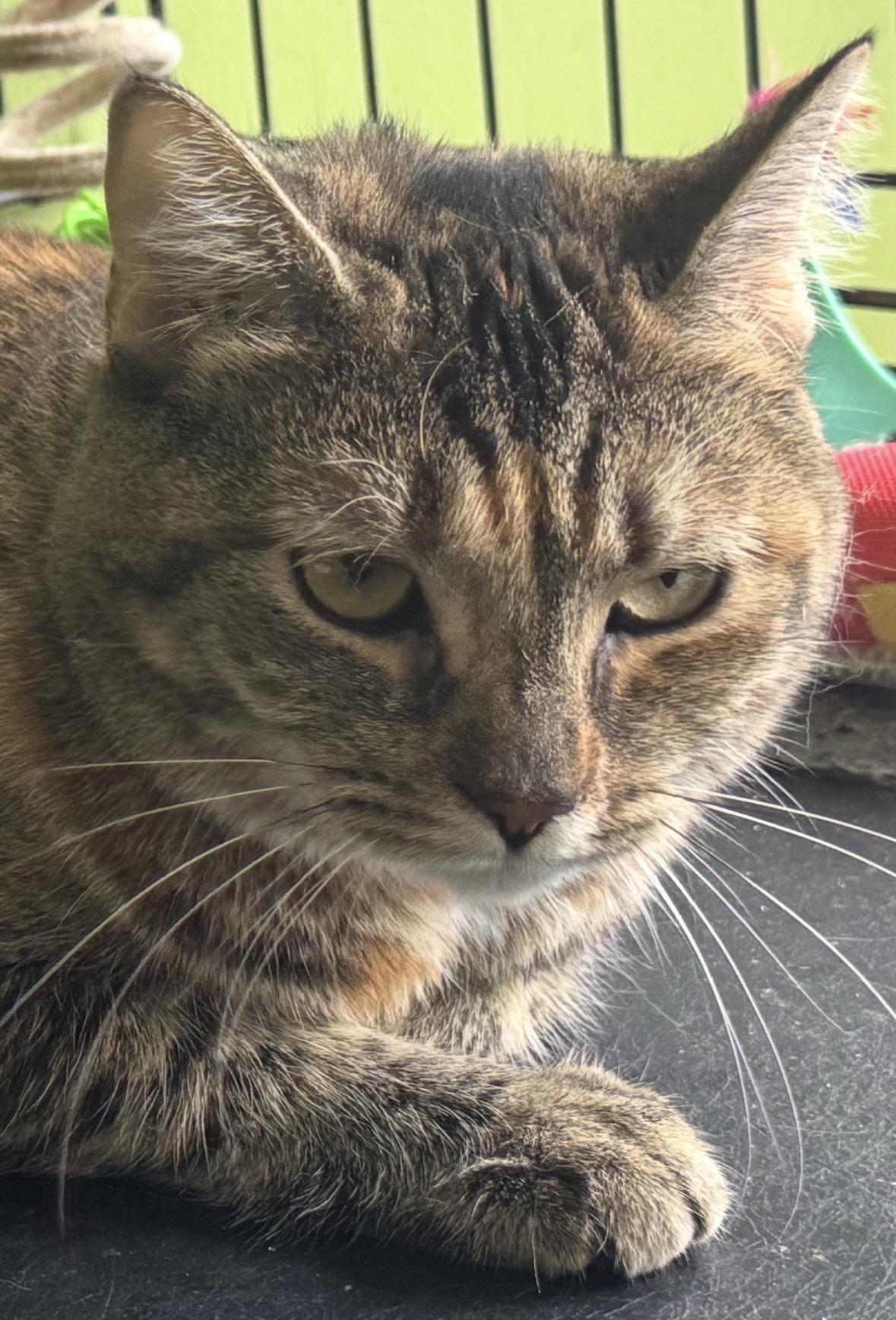 Enlarge Mickey (TORBIE), a Adoptable Domestic Short Hair in Staten island, NY image 5/6