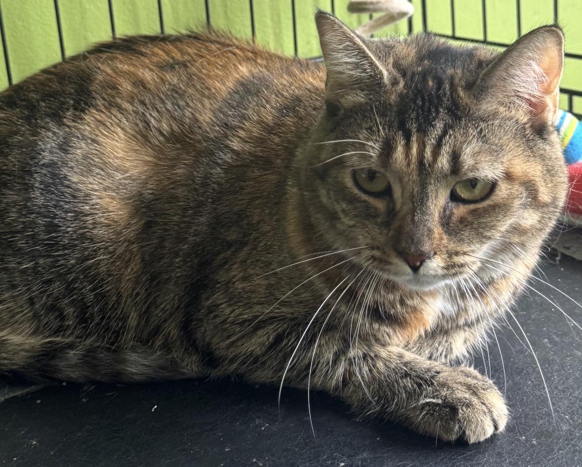 Enlarge Mickey (TORBIE), a Adoptable Domestic Short Hair in Staten island, NY image 2/6