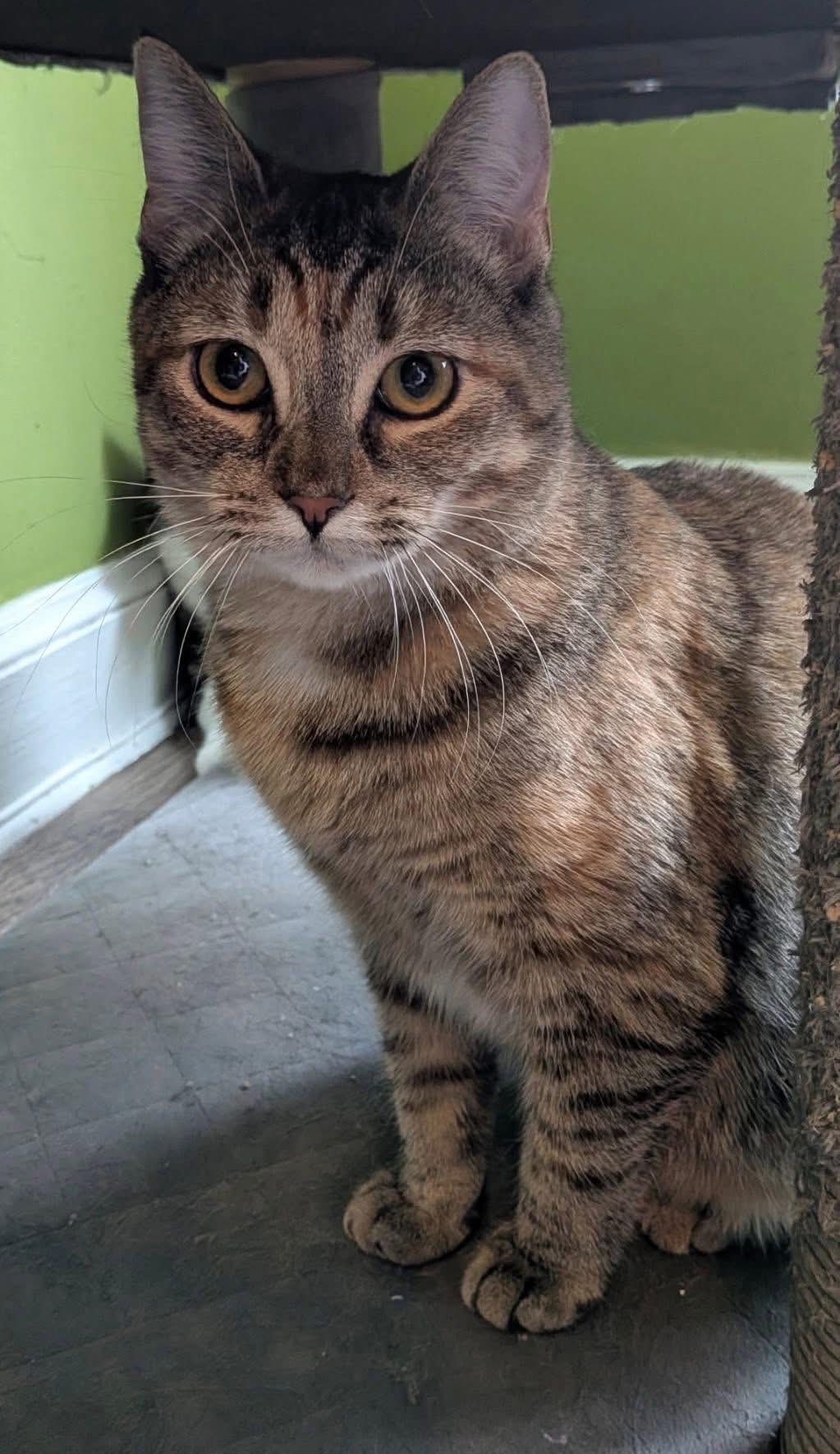 Enlarge Mickey ( Sweet & playful), a ADOPTABLE Domestic Short Hair in Staten island, NY image 3/3